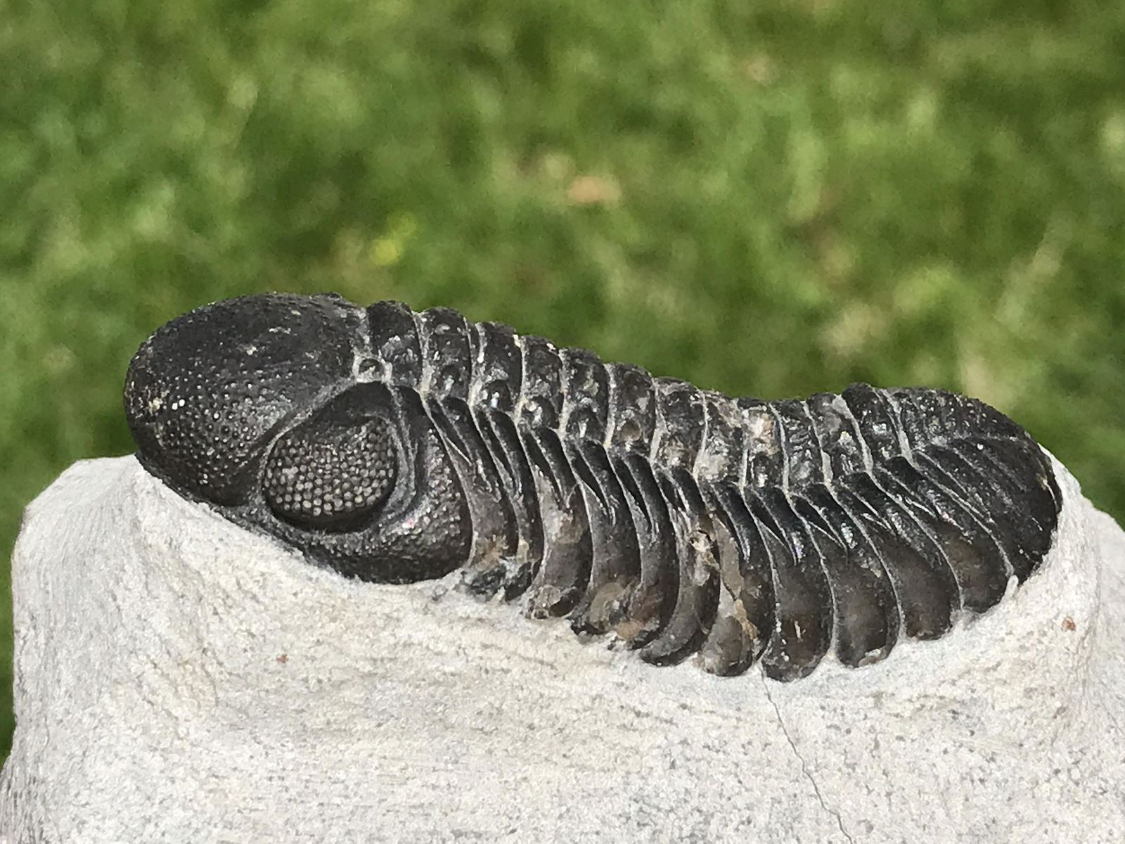 Trilobite, Fossil, Rock, Natural, Collectible, Specimen: Fossil Trilobite Phacops Speculator Devonian Morocco 12oz