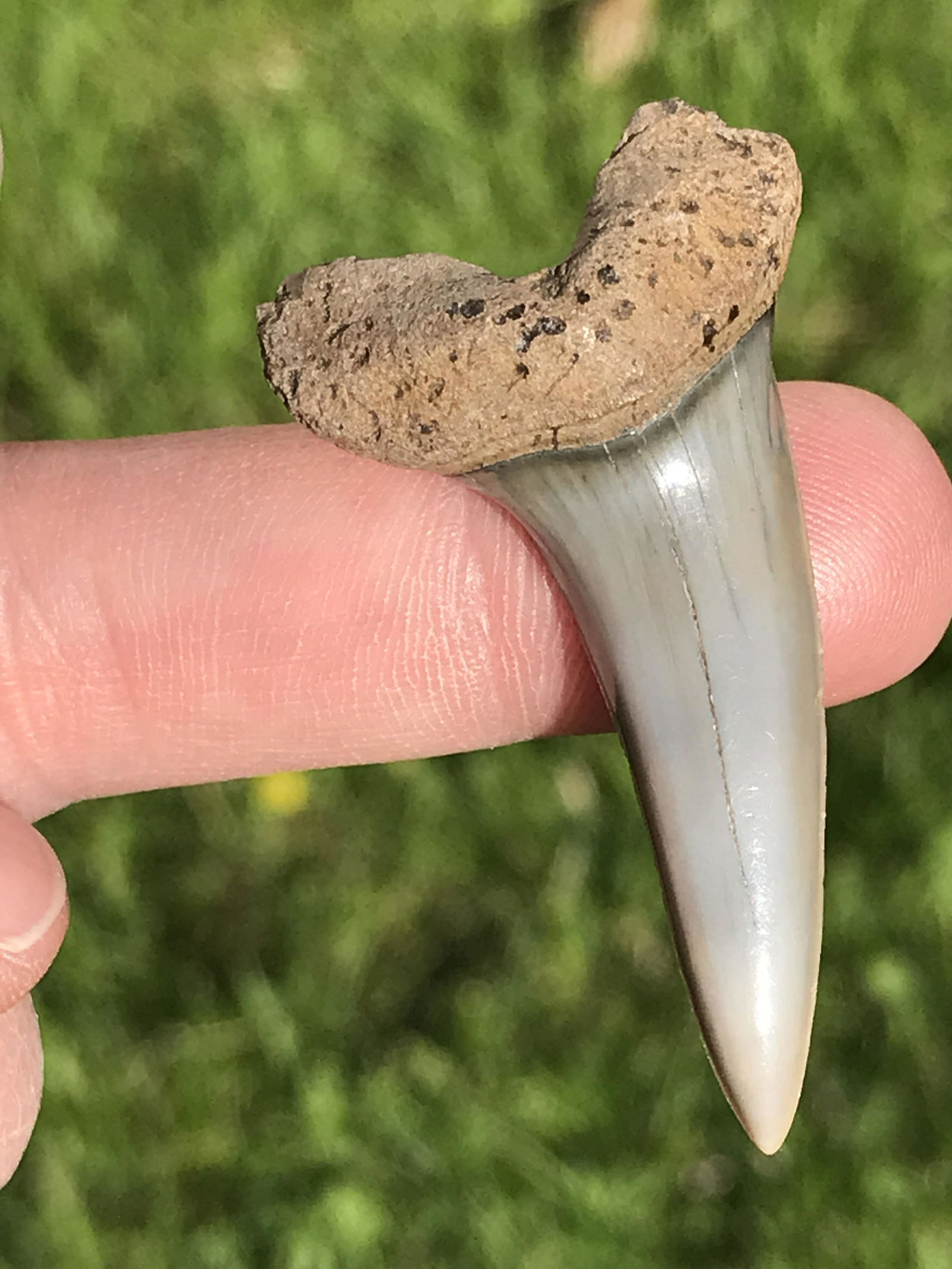 Shark, Fossil, Natural, Collectible, Specimen, Tooth: Fossil Shark Tooth Isurus Destori 2 M.Y.O. South Carolina 1.9"