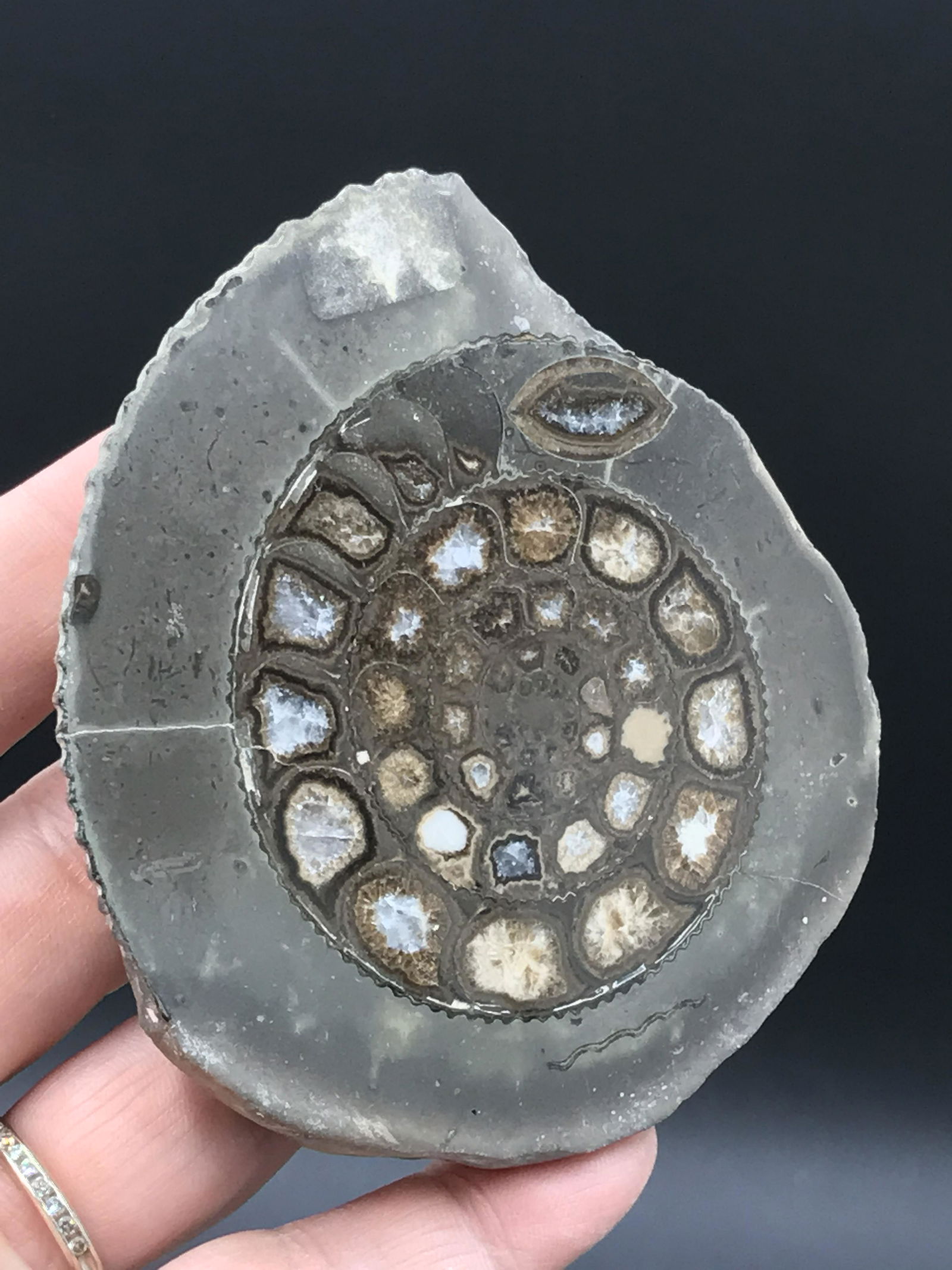 Ammonite, Fossil, Rock, Natural, Collectible, Specimen (1 of 4)