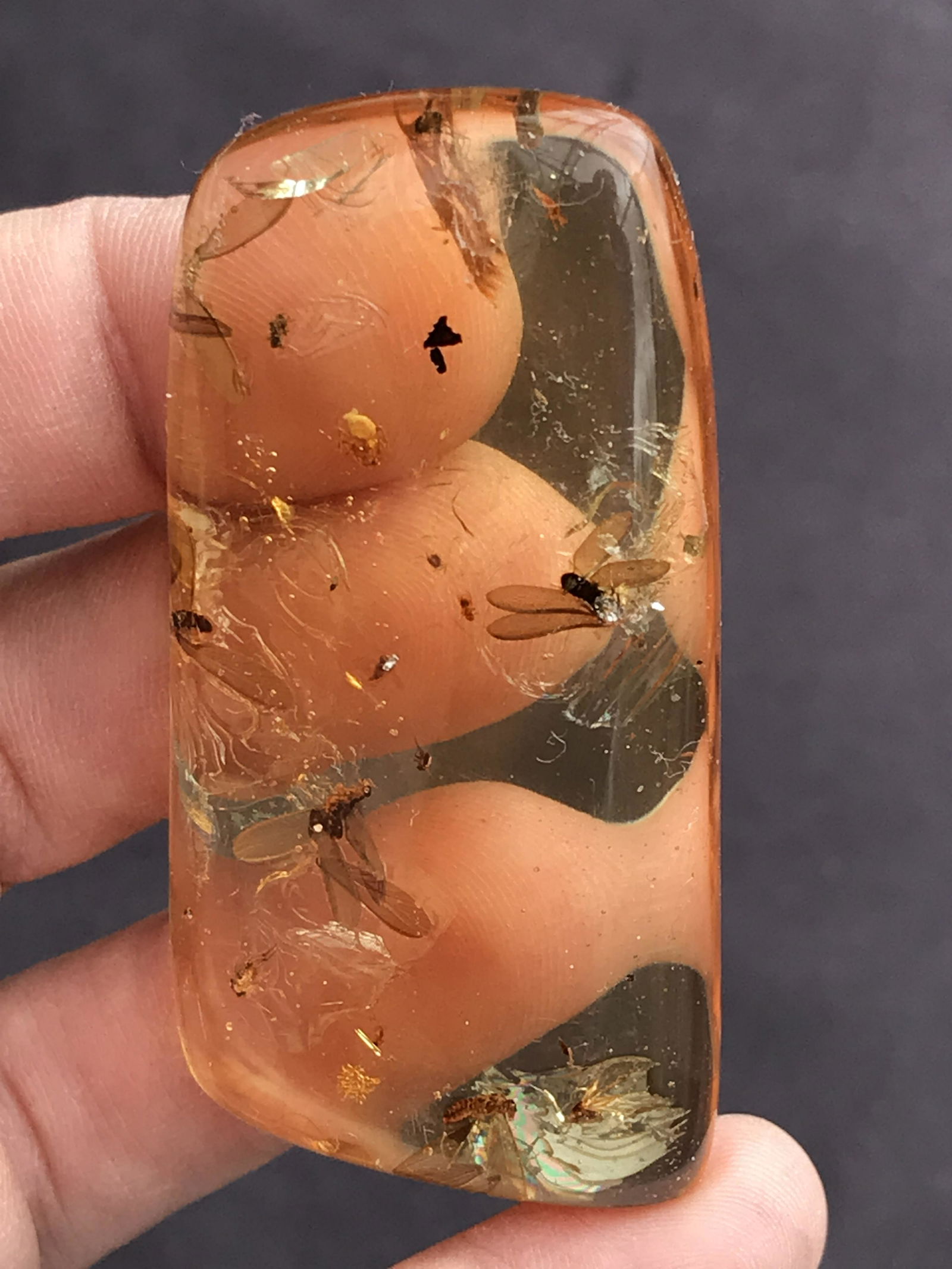 Amber, Fossil, Natural, Collectible, Specimen, Insect (1 of 5)