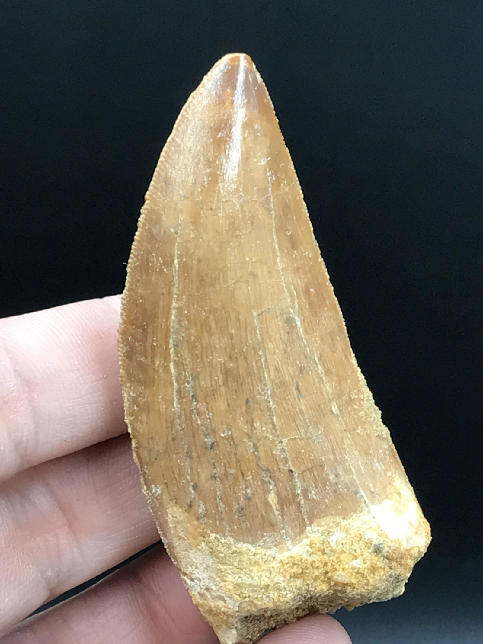 Dinosaur, Fossil, Natural, Collectible, Specimen, Tooth: Fossil Dinosaur Tooth Carcharodontasaurus Morocco 2.8"