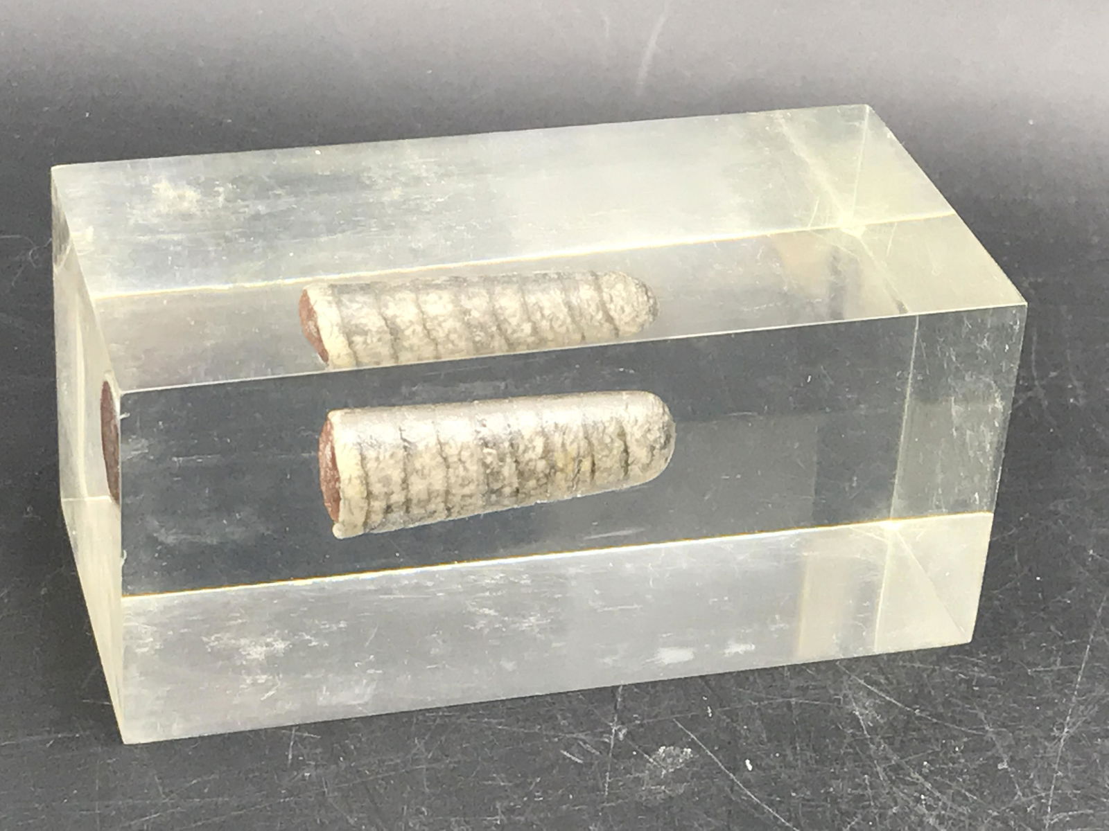 Orthoceras, Fossil, Rock, Natural, Decor, Collectible, Paperweight: Fossil Orthoceras Paperweight 7oz