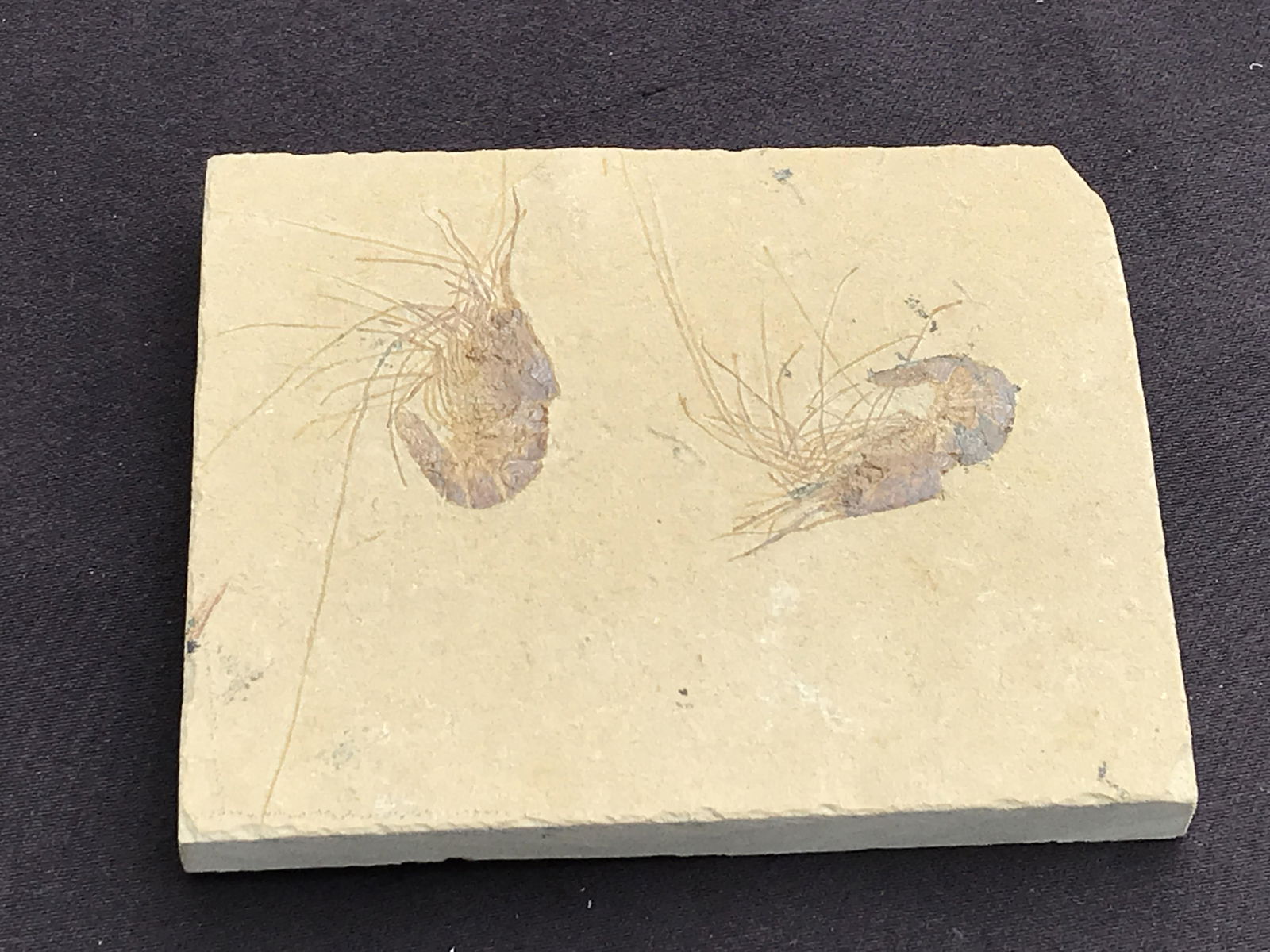 Shrimp, Fossil, Rock, Natural, Decor, Collectible, Specimen: Fossil Shrimp Carpoponeous Hakel, Lebanon Cretaceous