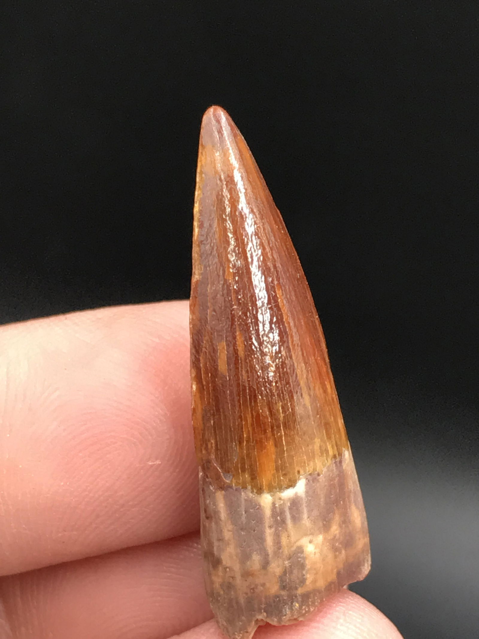 Dinosaur, Fossil, Natural, Collectible, Specimen, Tooth: Fossil Dinosaur Tooth Morocco Spinosaurus 1.25"