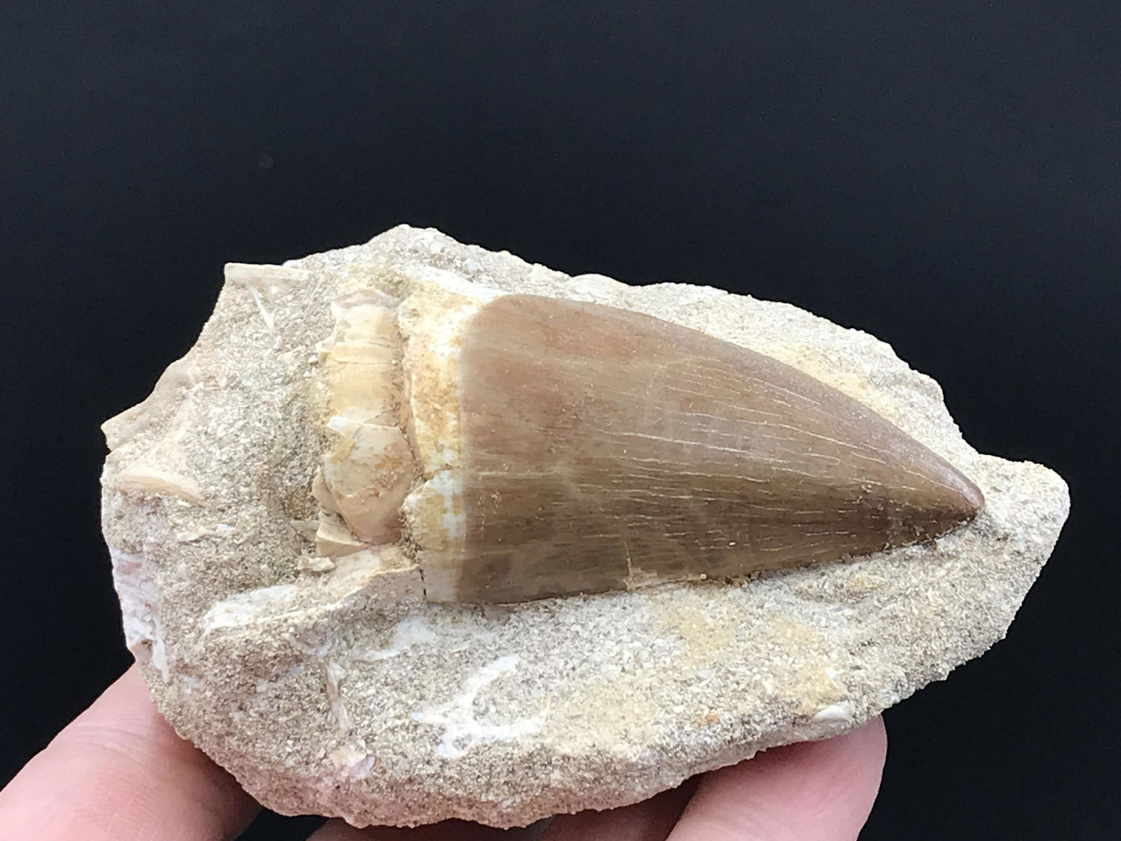 Reptile, Fossil, Natural, Collectible, Specimen, Tooth: Fossil Mososaur Tooth Morocco Cretaceous 6oz