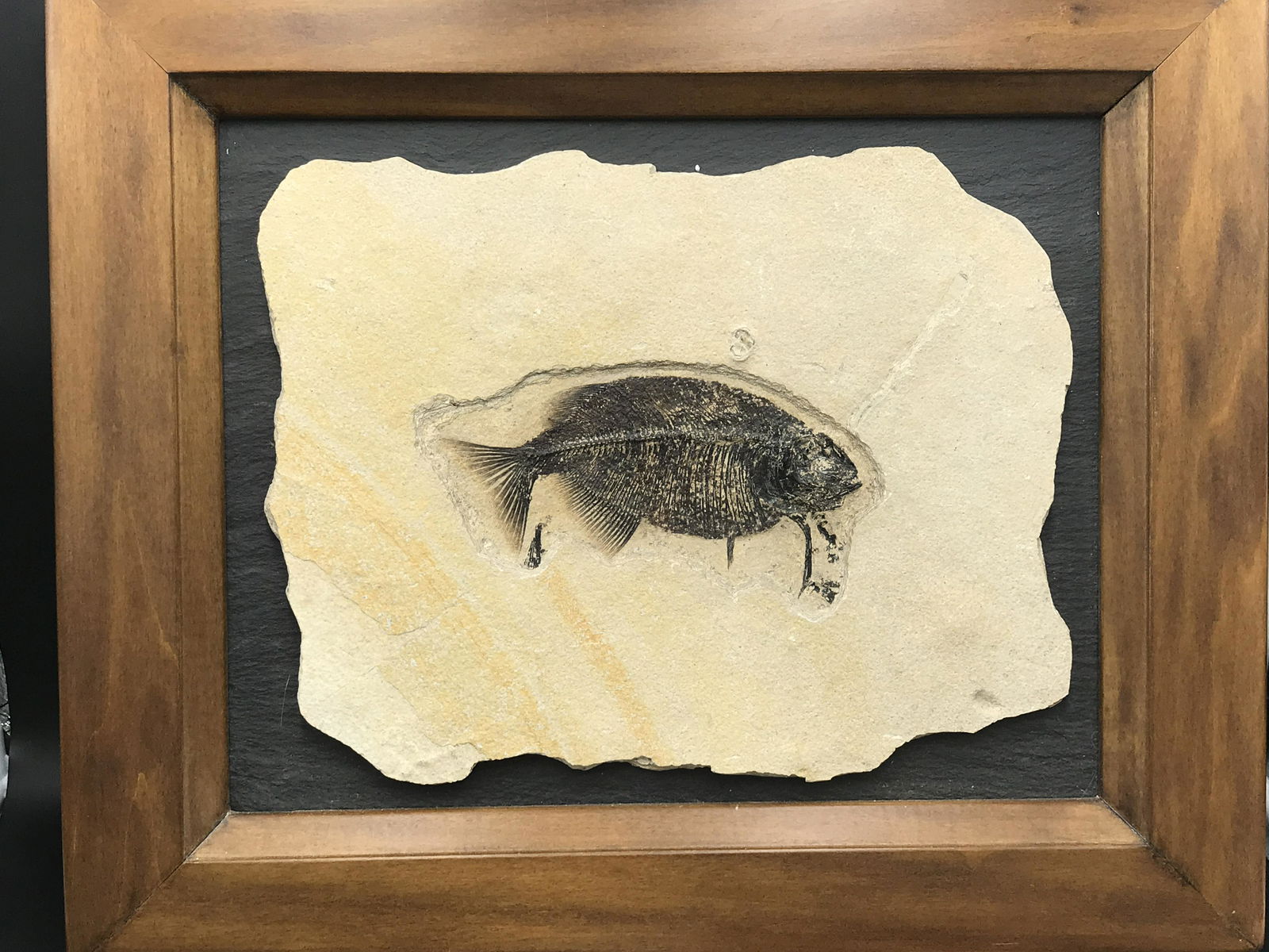 Fish, Fossil, Rock, Natural, Decor, Collectible, Specimen, Green River Formation, (1 of 4)