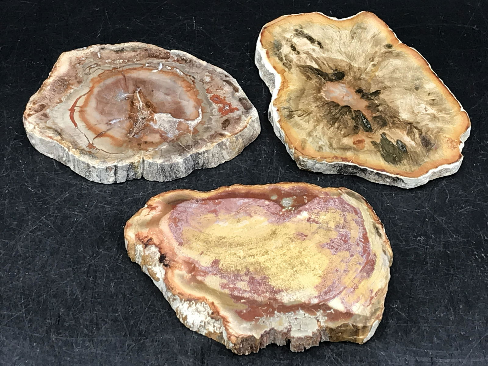 Petrified Wood, Fossil, Rock, Natural, Decor, Collectible, Slab: 3pc Petrified Wood Triassic 245 M.Y.O. Madagascar