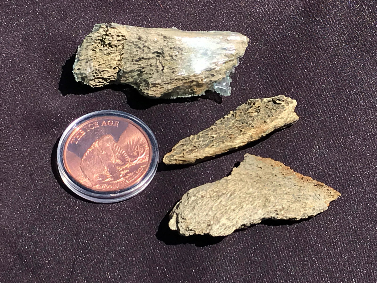 Mammoth, Fossil, Natural, Decor, Collectible, Bone, Coin: Mammoth Collectibles 3 Bone Fragments 1 Copper Coin