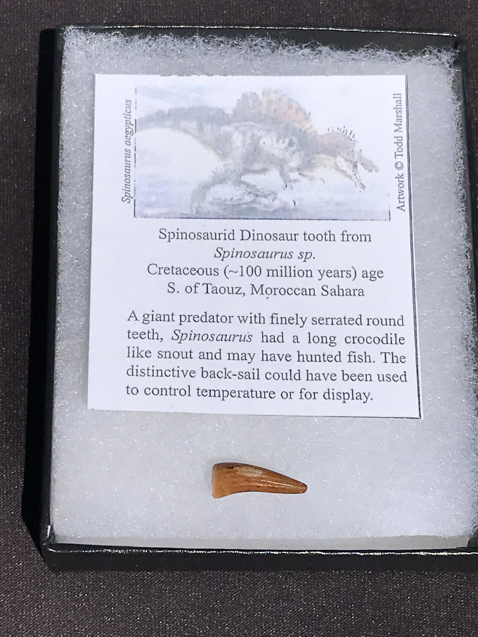 Dinosaur, Fossil, Natural, Collectible, Specimen, Tooth: Fossil Dinosaur Tooth Spinosaurus Morocco .6"