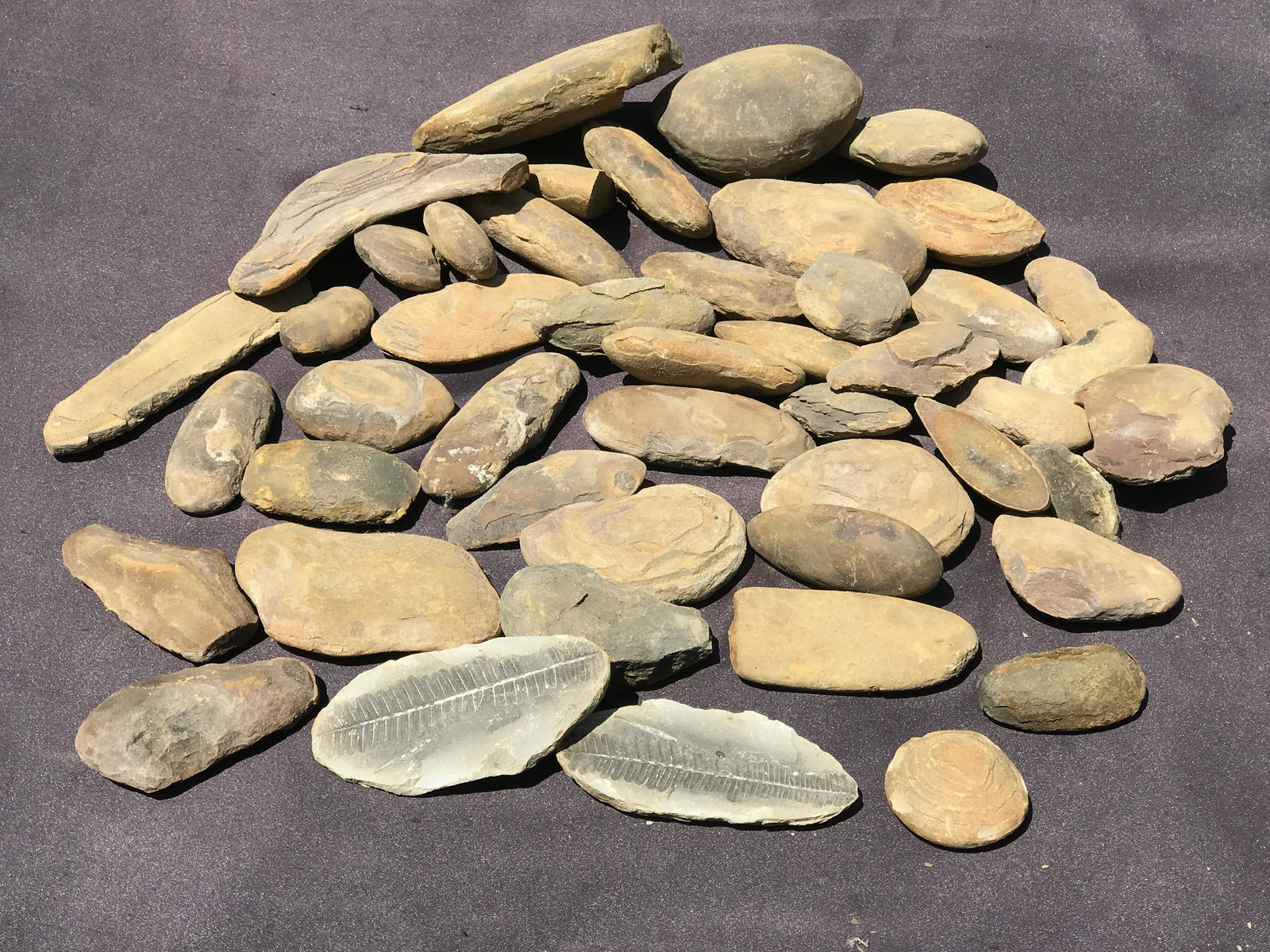 Fern, Fossil, Rock, Natural, Collectible, Specimen, Mazon Creek: Fossil Fern Noodles (Unopened) with 1 Open Specimen Mazon Creek 15lb