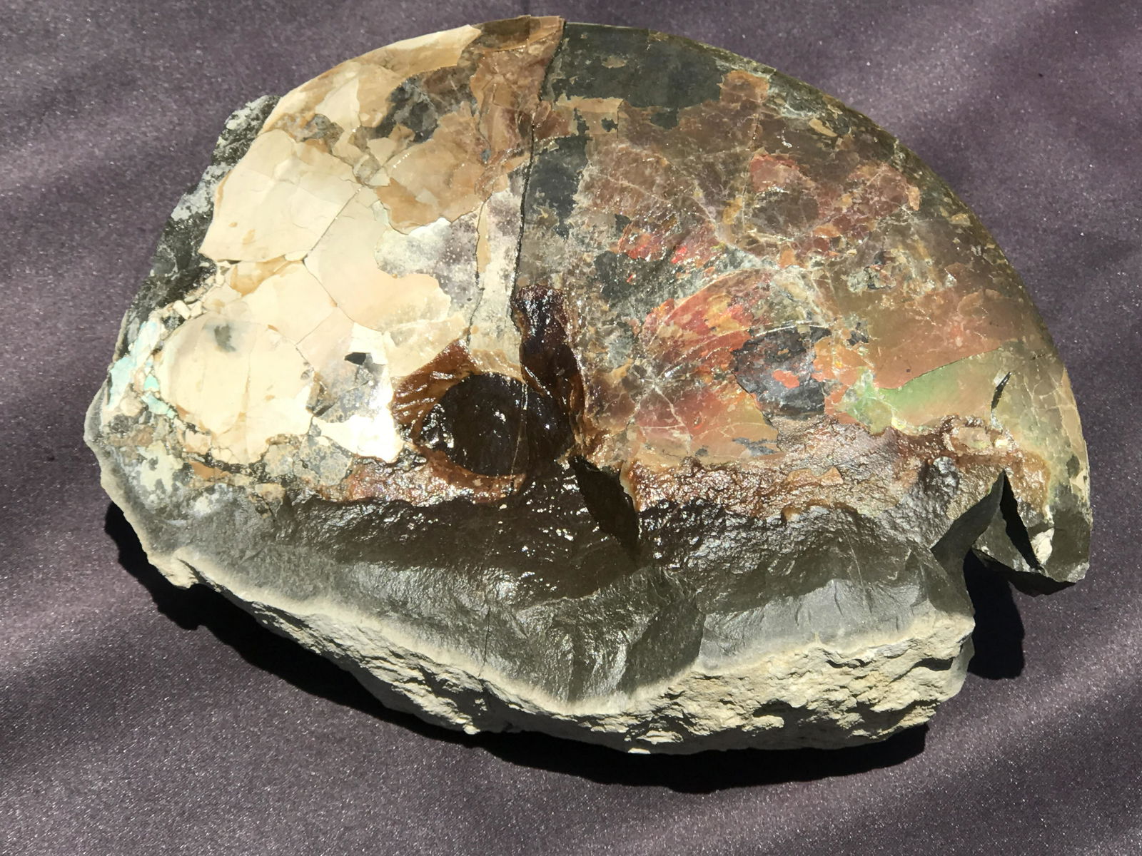 Ammonite, Fossil, Rock, Natural, Collectible, Specimen: Ammonite Canada