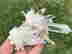 item-130855516=2