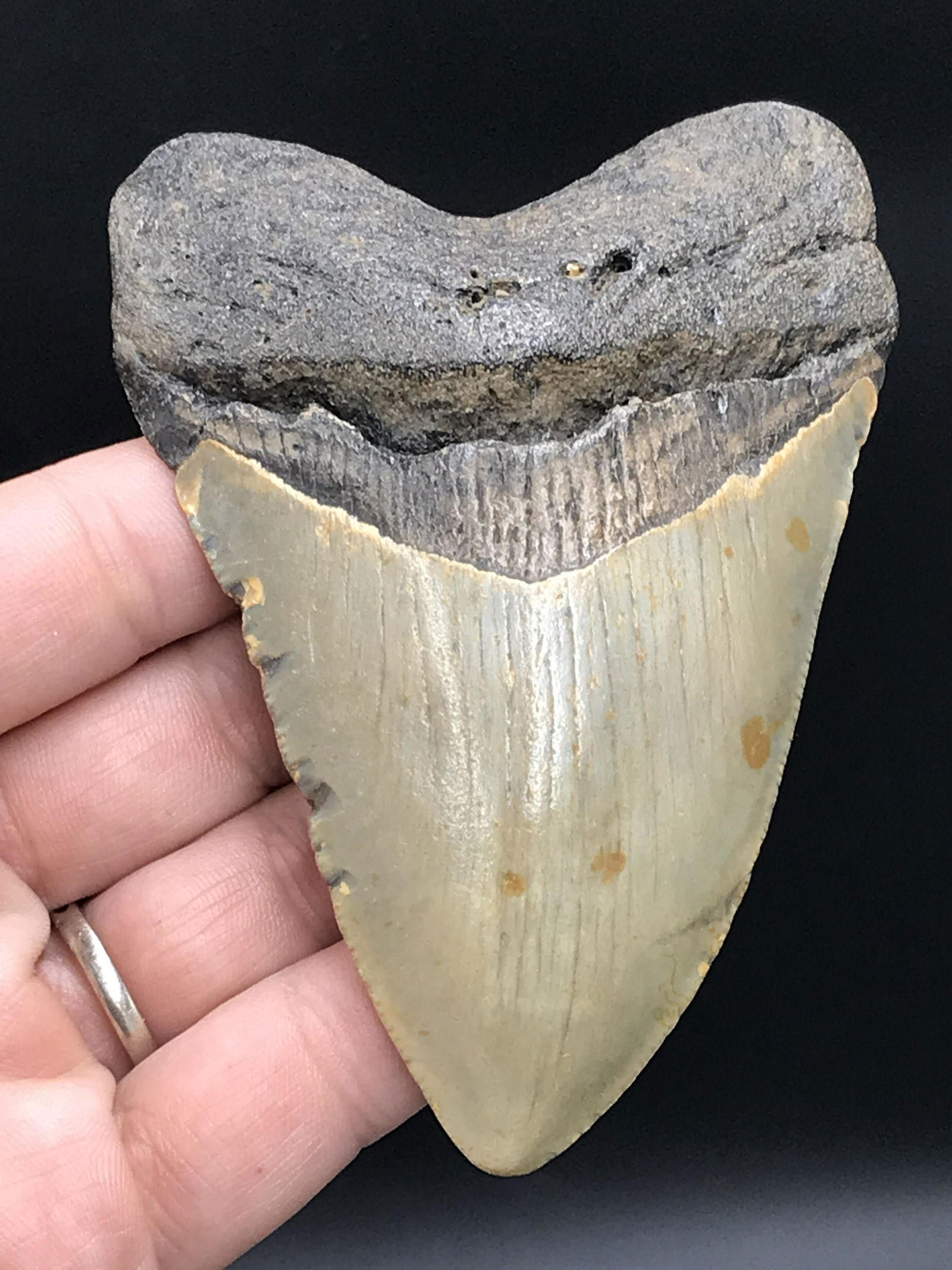 Shark, Fossil, Natural, Collectible, Specimen, Tooth, Megalodon: Fossil Shark Tooth Megalodon South Carolina 4.1"