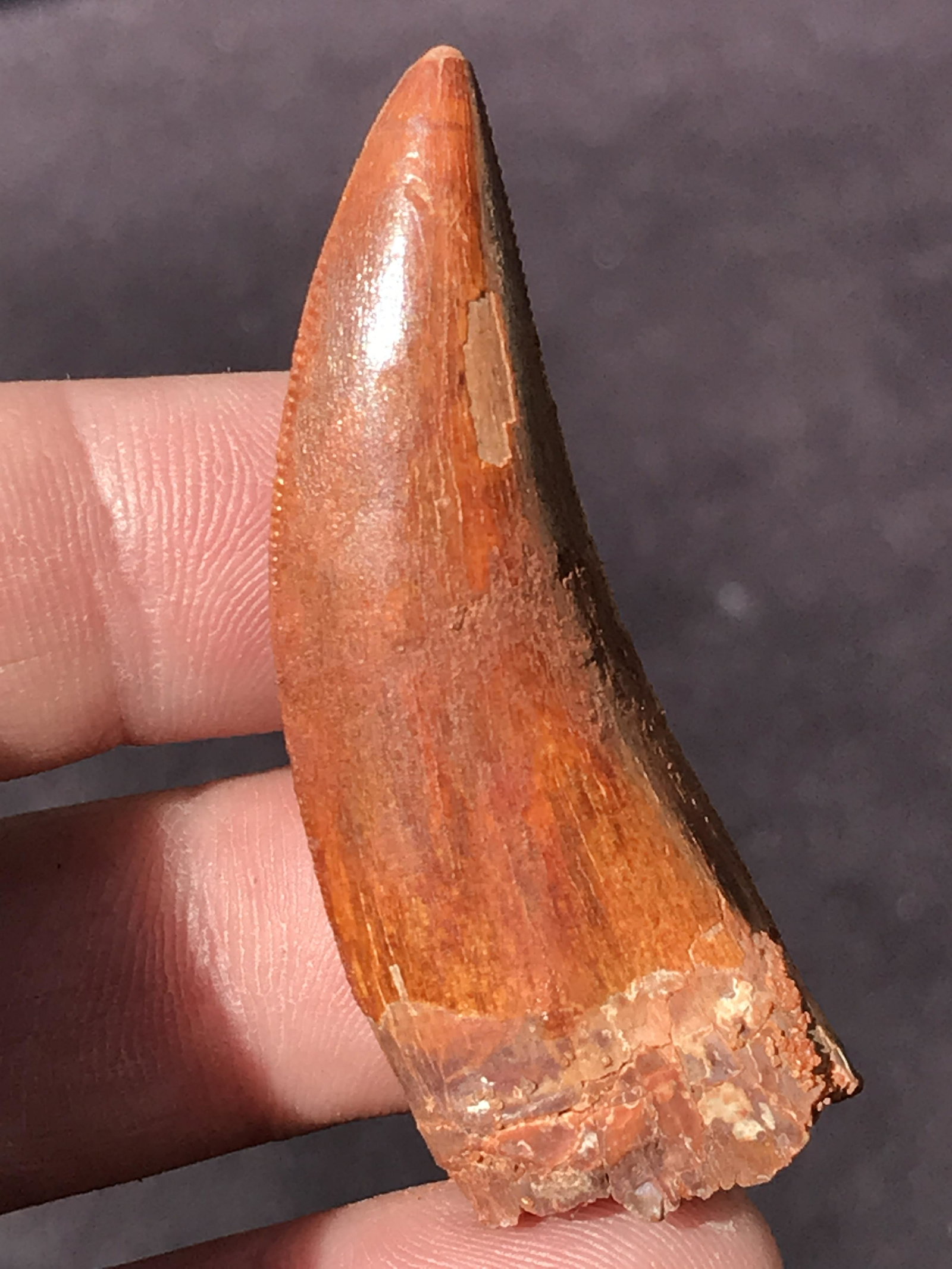 Dinosaur, Fossil, Natural, Collectible, Specimen, Tooth: Fossil Dinosaur Tooth ~ Morocco Carcharodontosaurus Cretaeous 90 M.Y.O. 1.82"