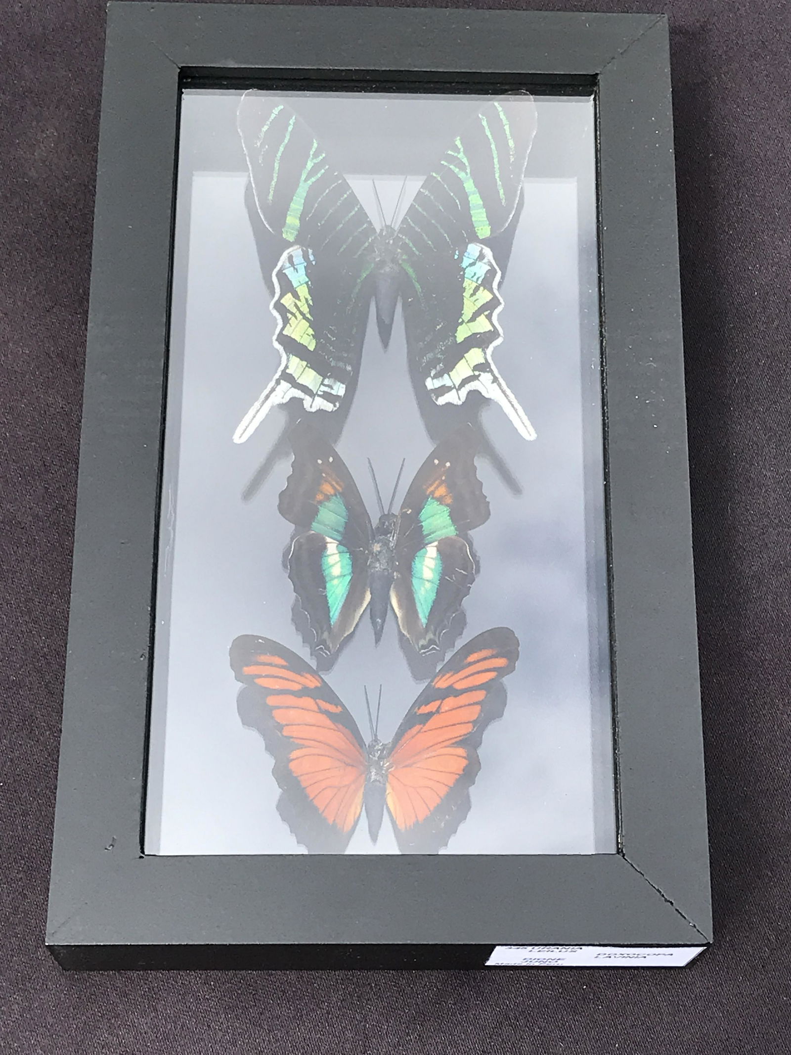 Butterfly, Natural, Decor, Collectible, Insect (1 of 4)