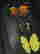 item-130855611=2