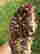 item-130855614=3