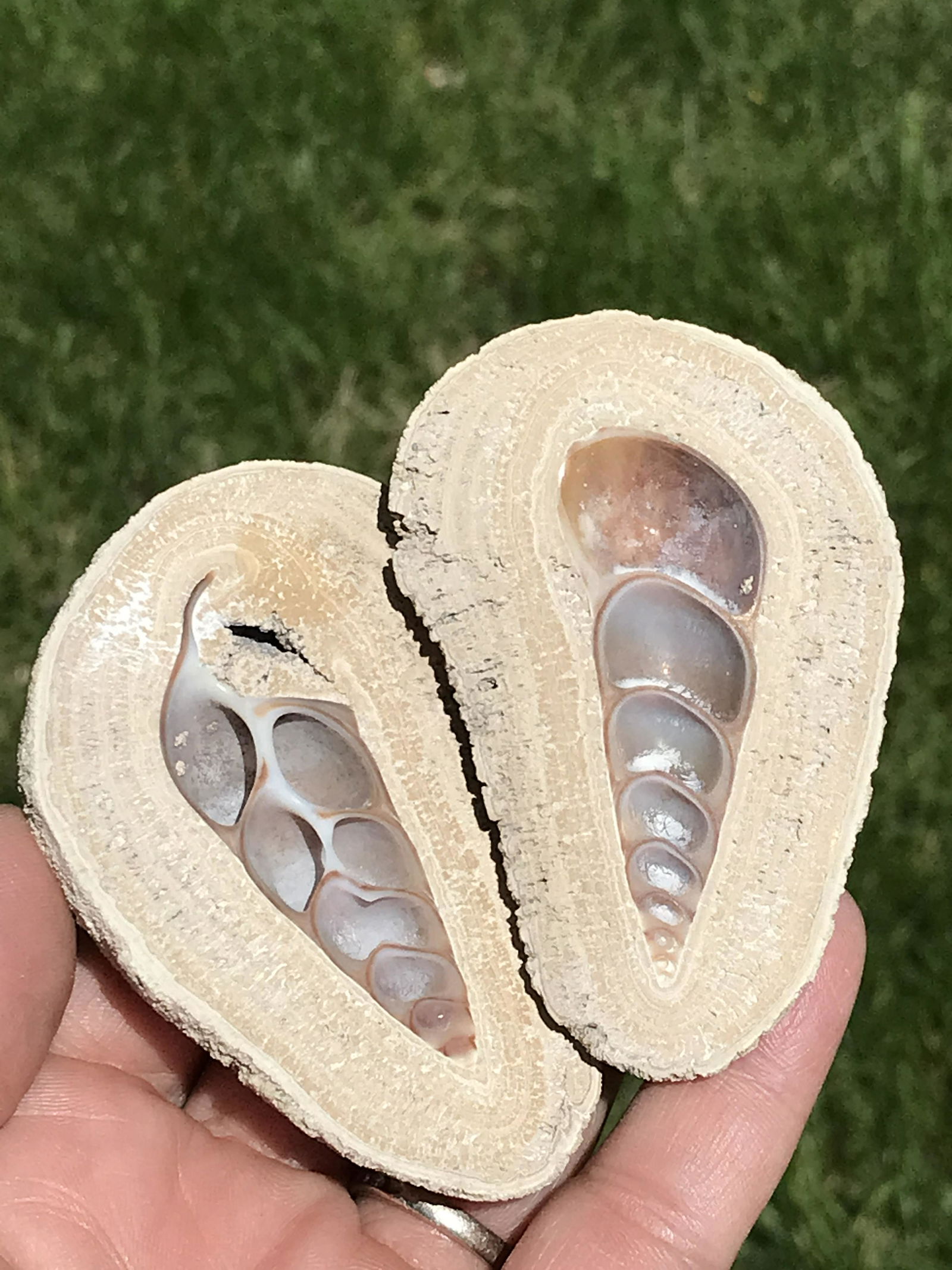 Seashell, Ocean, Beach, Natural, Decor, Collectible, Specimen: Fossil Seashell Florida Pleistocene 2 M.Y.O.