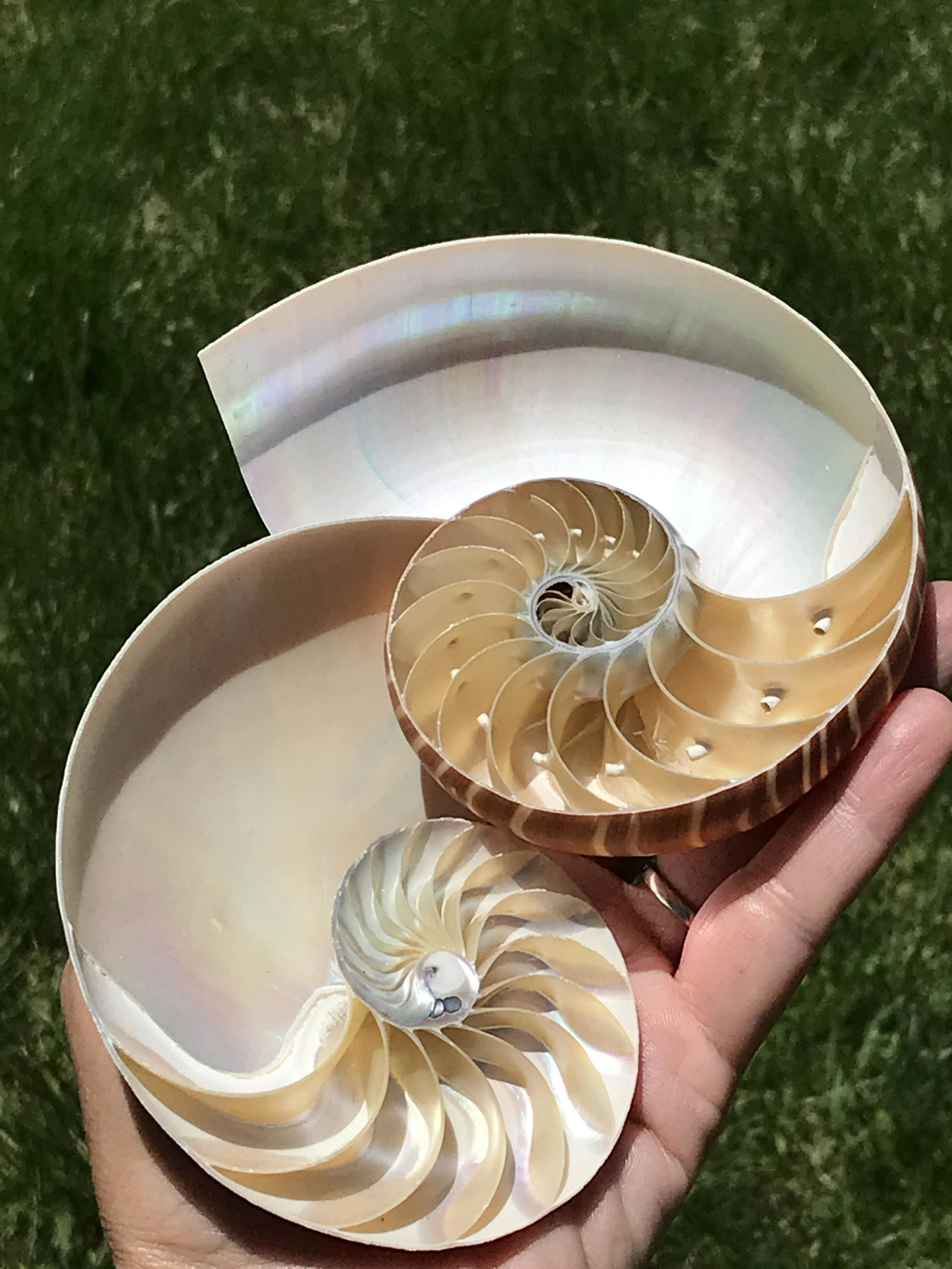 Seashell, Ocean, Beach, Natural, Decor, Collectible, Specimen: Nautilus Shell (Split)