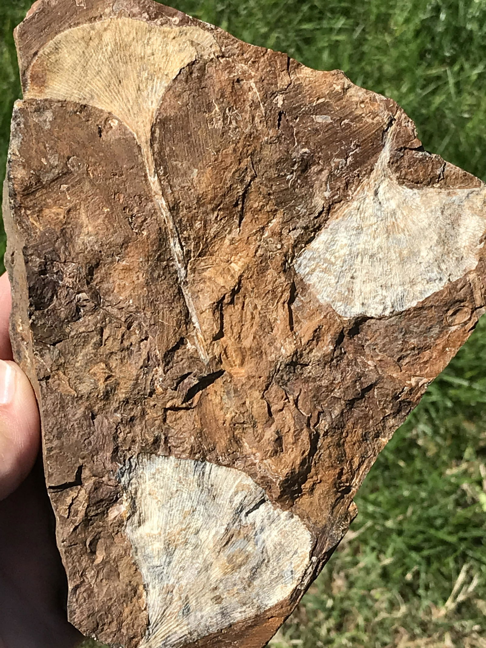 Leaves, Fossil, Rock, Natural, Collectible, Specimen, (1 of 4)