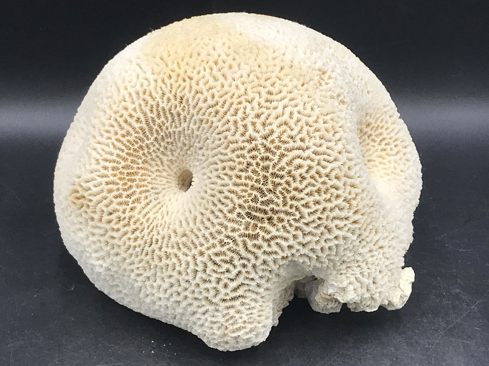 Coral, Ocean, Beach, Natural, Decor, Collectible, Specimen (1 of 4)