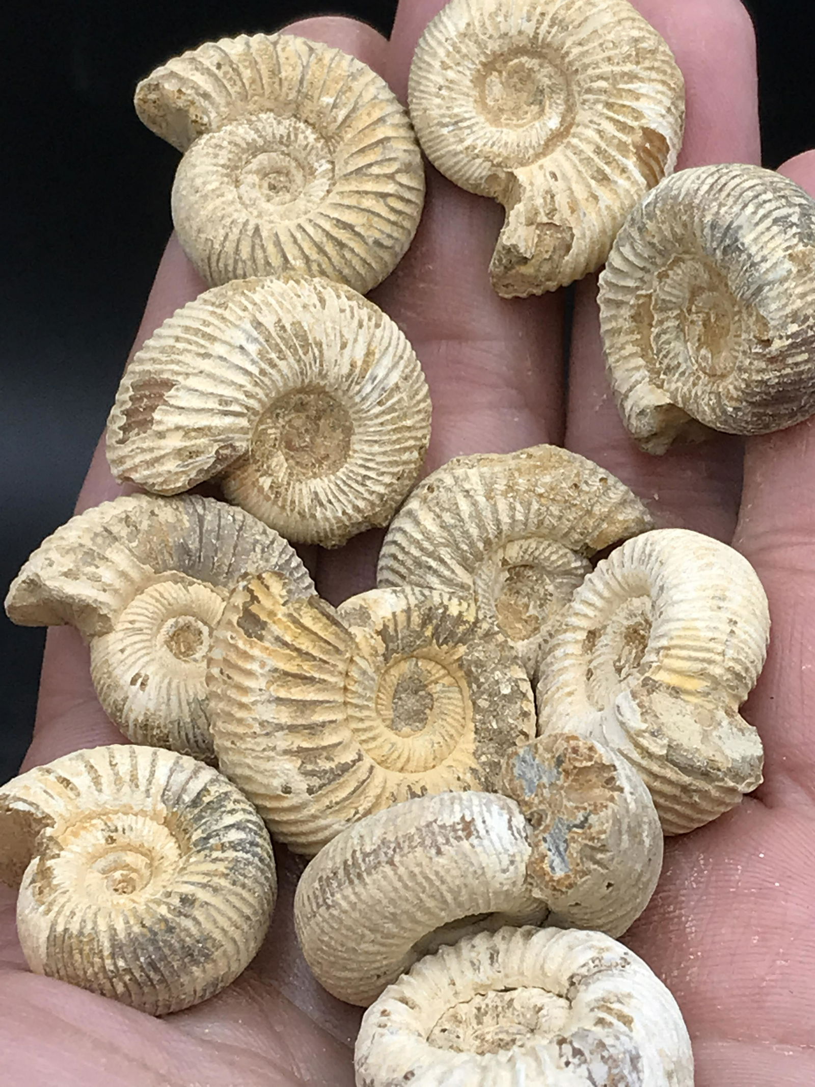 Ammonite, Fossil, Rock, Natural, Collectible, Specimen (1 of 4)