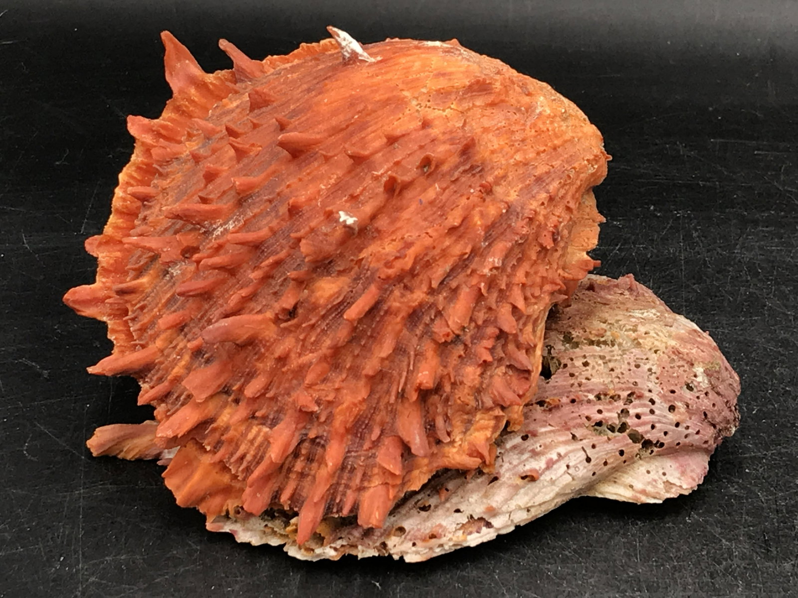 Seashell, Ocean, Beach, Natural, Decor, Collectible, Specimen: Spondylus Shell on Spondylus
