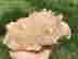 item-130925852=2