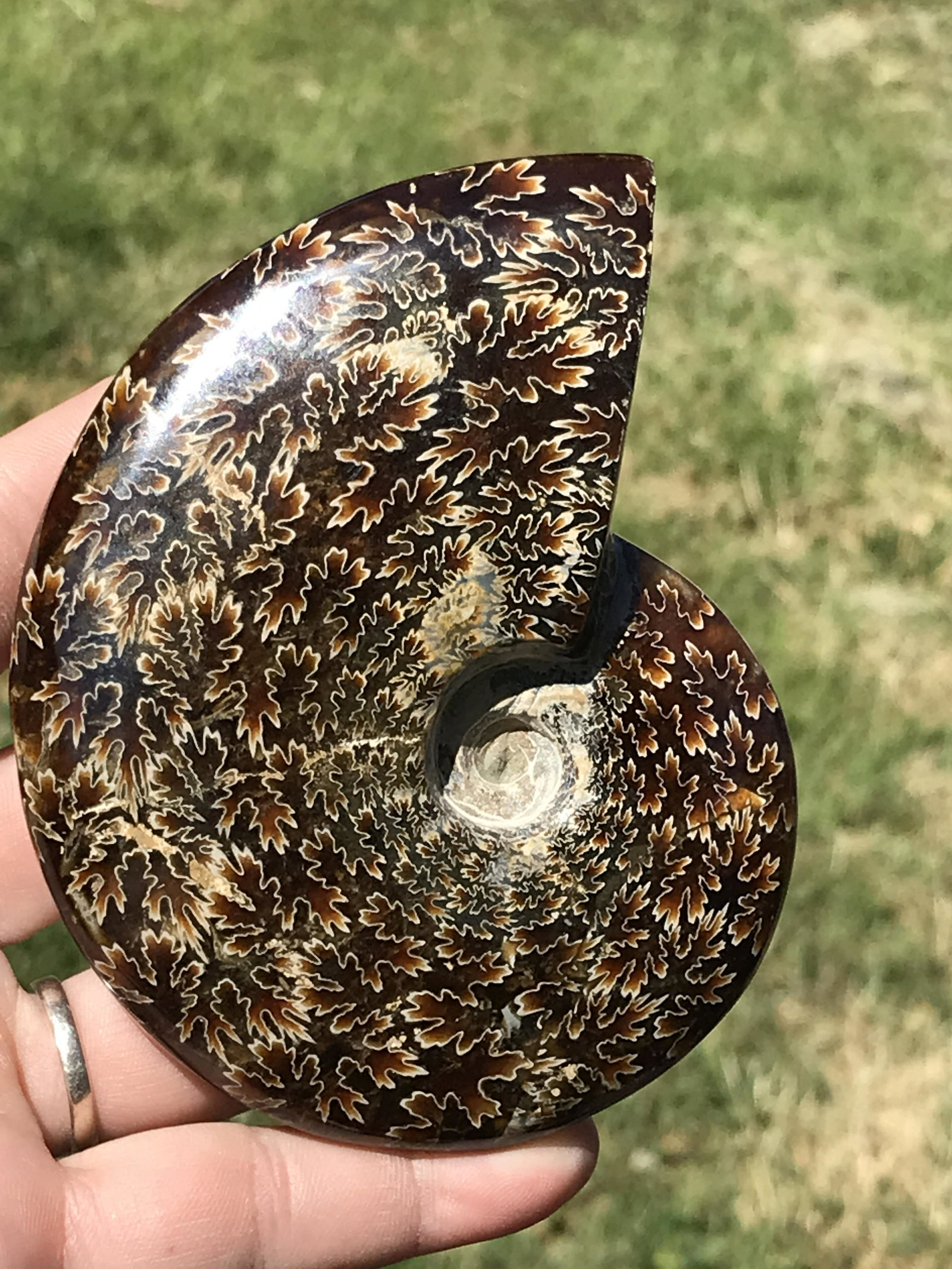 Ammonite, Fossil, Rock, Natural, Collectible, Specimen, Polished: Fossil Ammonite Polished Madagascar 4.1"