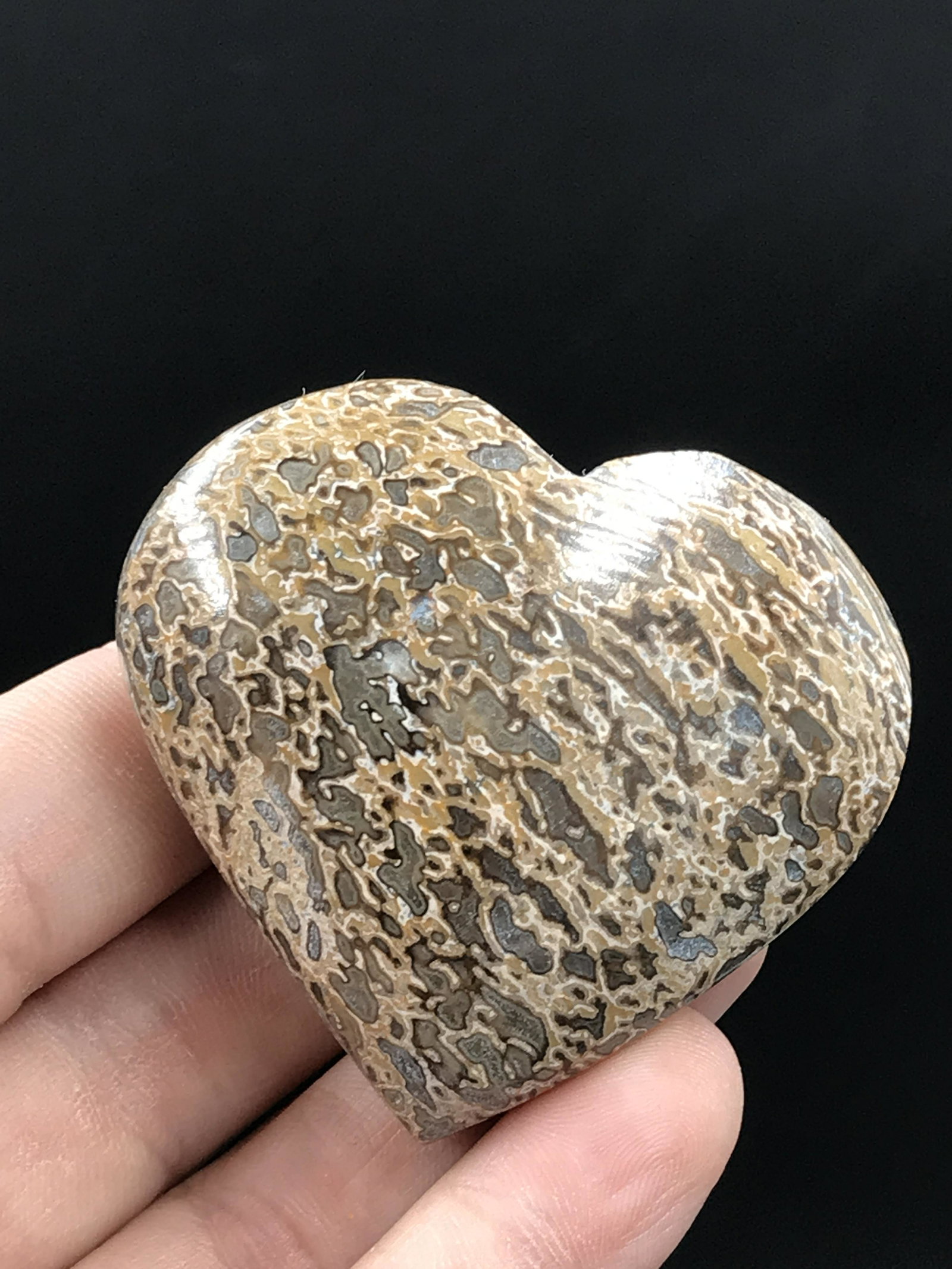 Dinosaur, Fossil, Natural, Collectible, Specimen, Bone, Heart, Carving: Dinosaur Bone Heart
