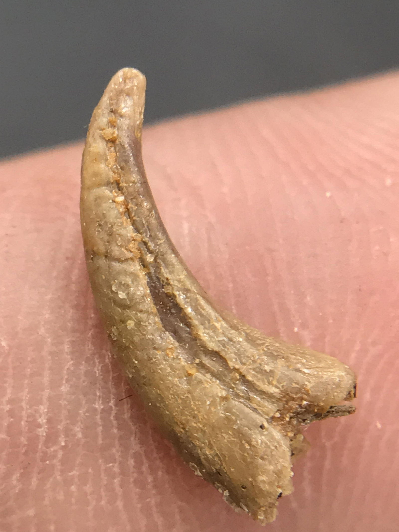 Dinosaur, Fossil, Natural, Collectible, Specimen, Claw (1 of 4)