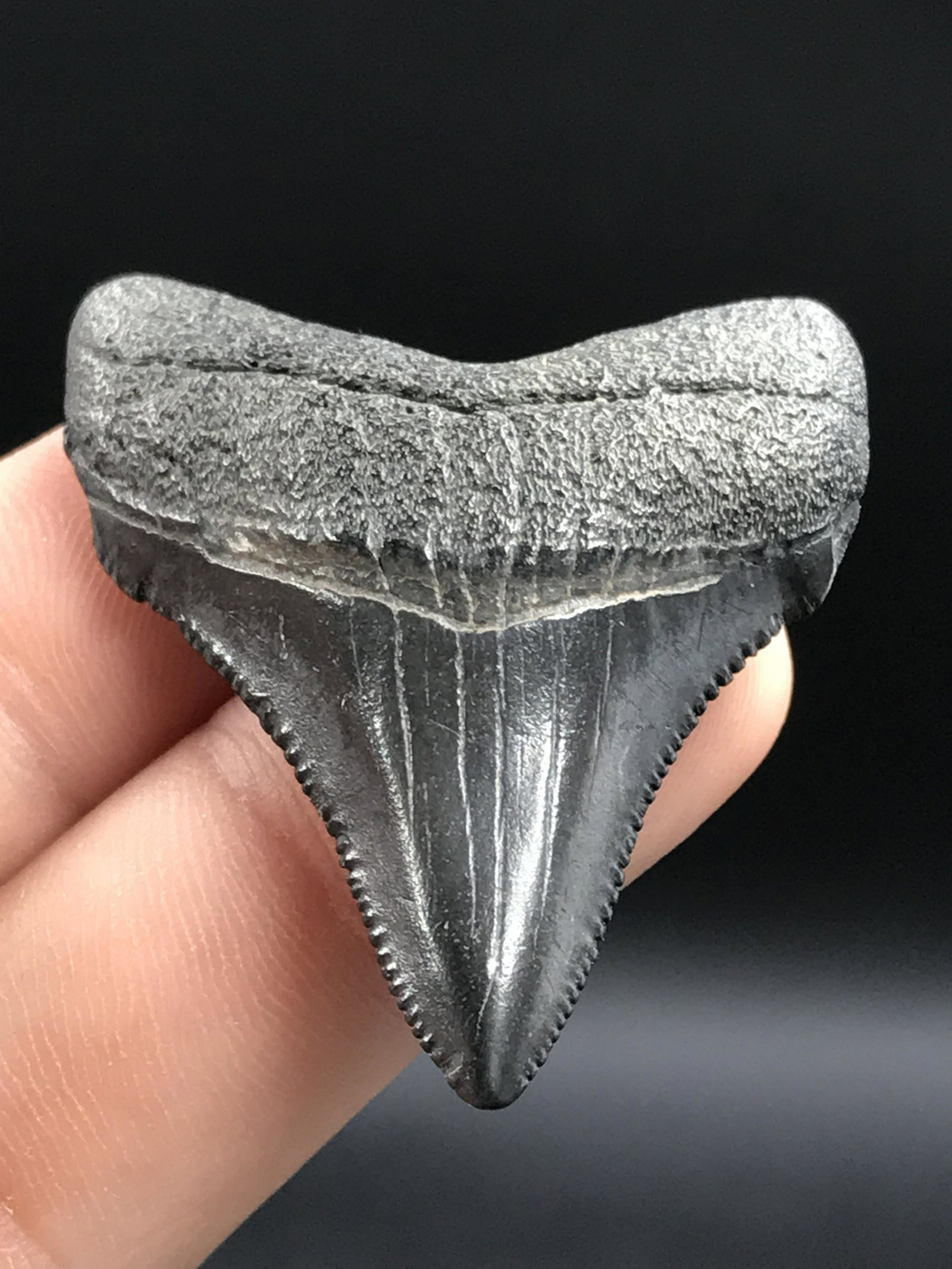 Shark, Fossil, Natural, Collectible, Specimen, Tooth: Otodus chubutensis Miocene 15-23 M.Y.O. South Carolina 1.5"