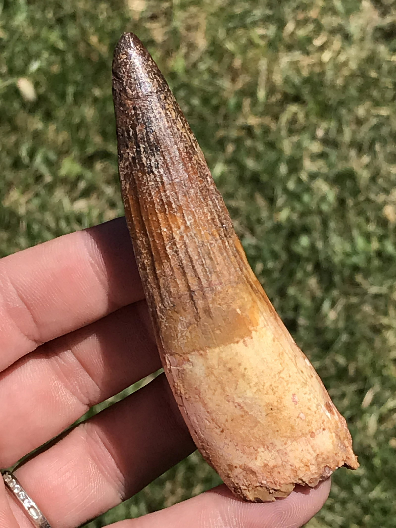 Dinosaur, Fossil, Natural, Collectible, Specimen, Tooth: Fossil Dinosaur Tooth Spinosaurus Morocco 3.5"