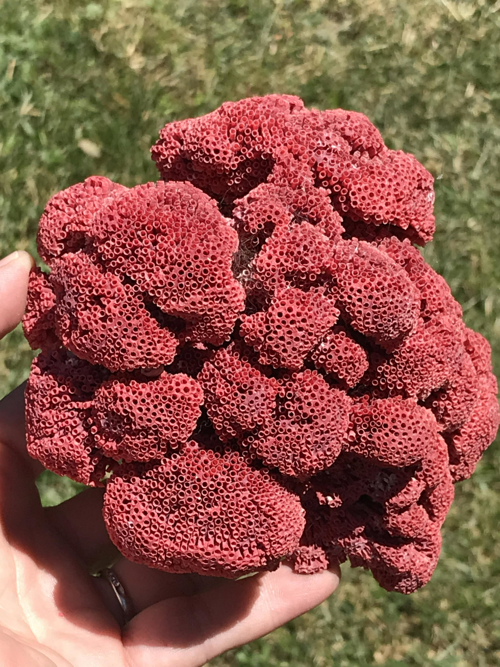 Coral, Ocean, Beach, Natural, Decor, Collectible, Specimen: Pipe Organ Coral