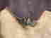item-132639075=3