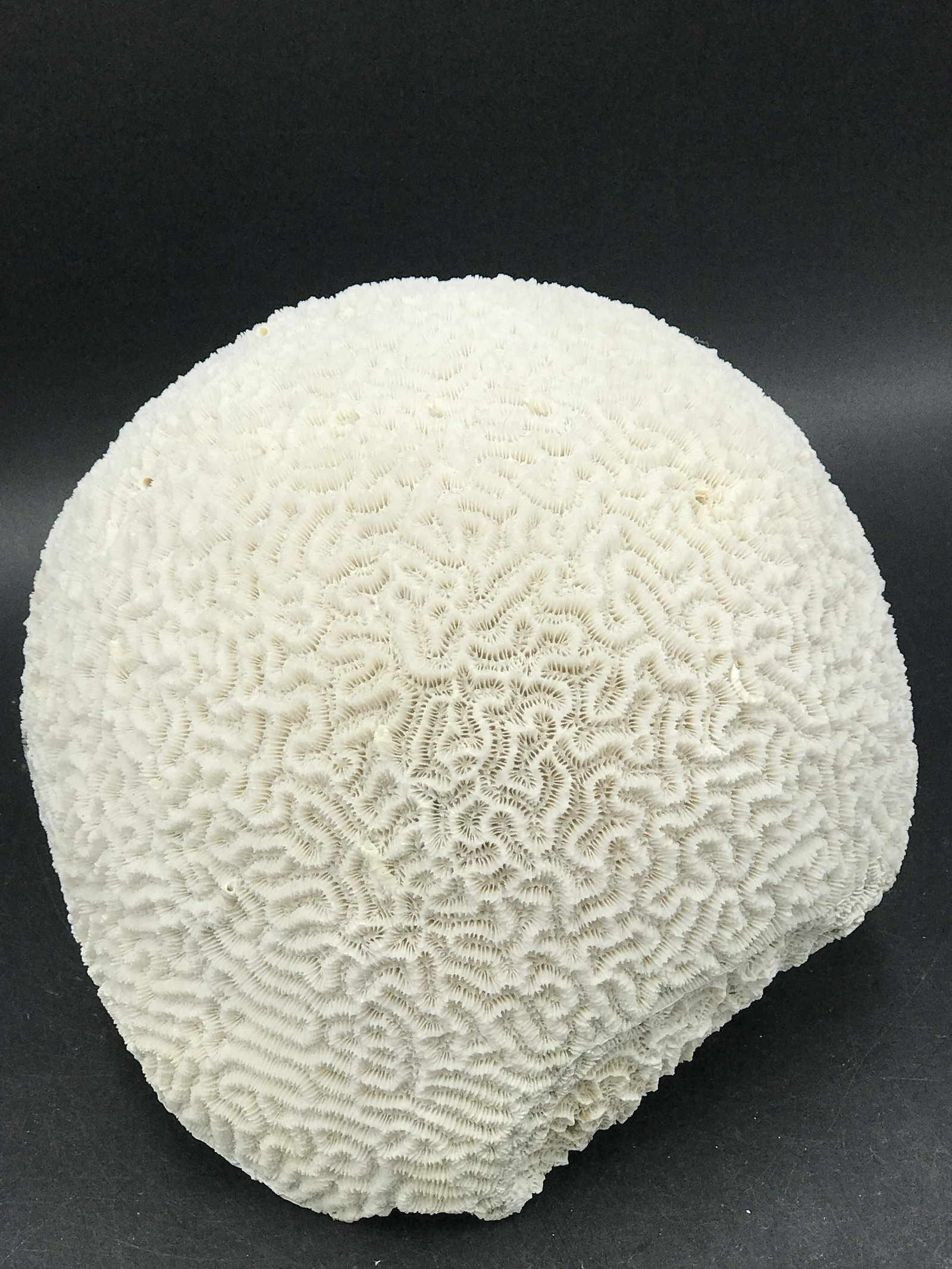 Coral, Ocean, Beach, Natural, Decor, Collectible, Specimen (1 of 4)