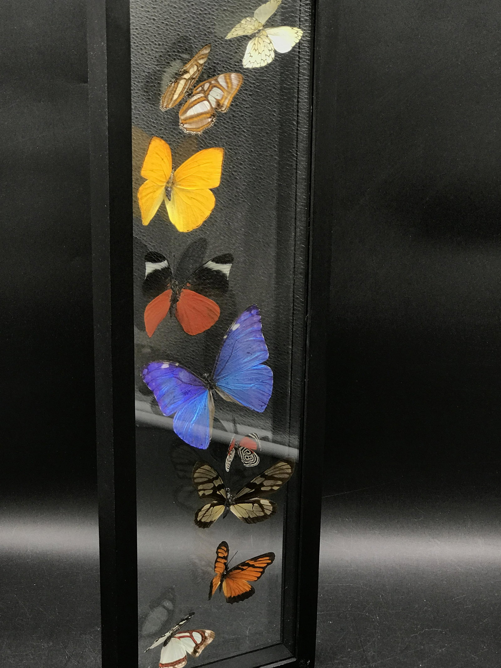 Butterfly, Natural, Decor, Collectible, Insect (1 of 5)