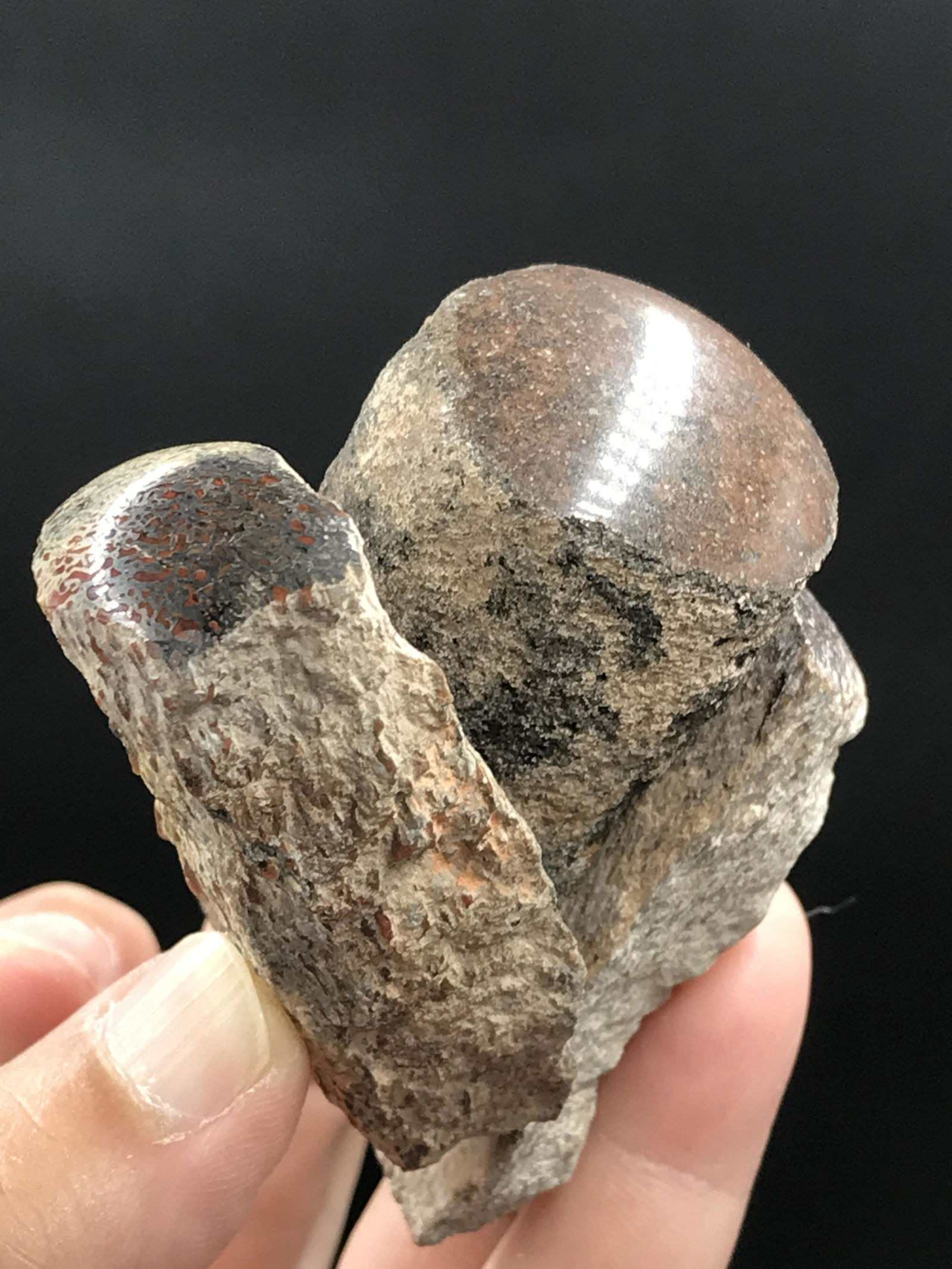 Dinosaur, Fossil, Natural, Collectible, Specimen, Bone: Fossil Dinosaur Bone with Polished Ends 6 Pieces