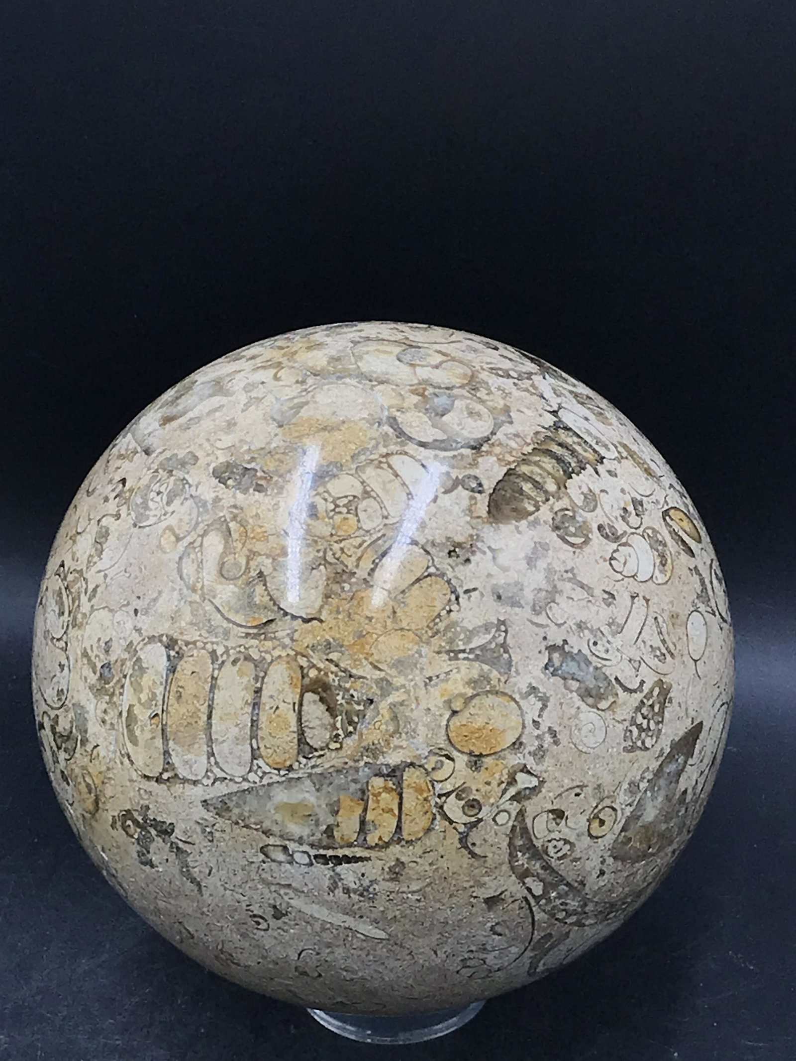 Rock, Fossil, Gastropod, Coral, Natural, Decor, Collectible, Carving, Sphere (1 of 5)