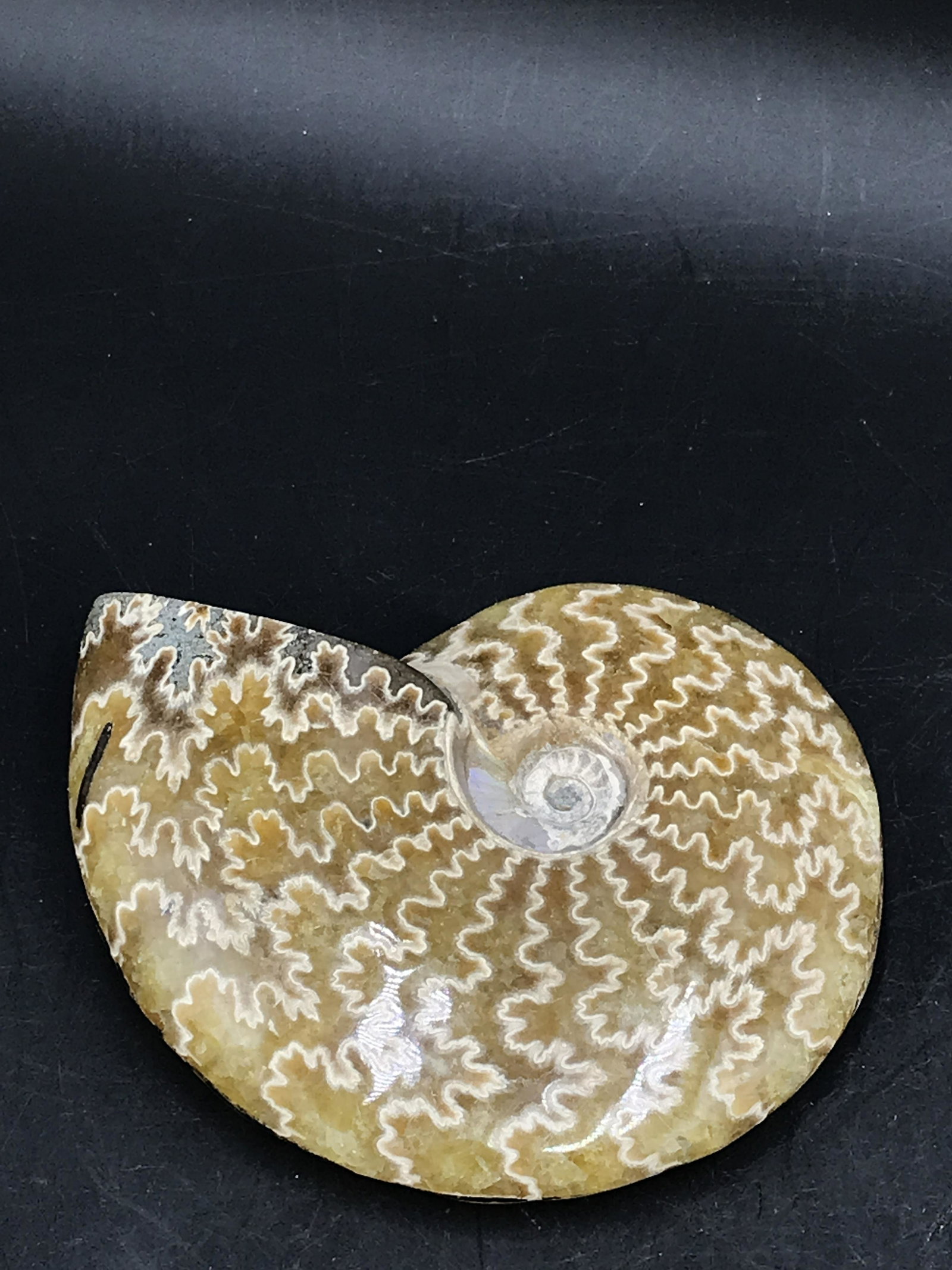 Ammonite, Fossil, Rock, Natural, Collectible, Specimen: Fossil Ammonite Polished Madagascar