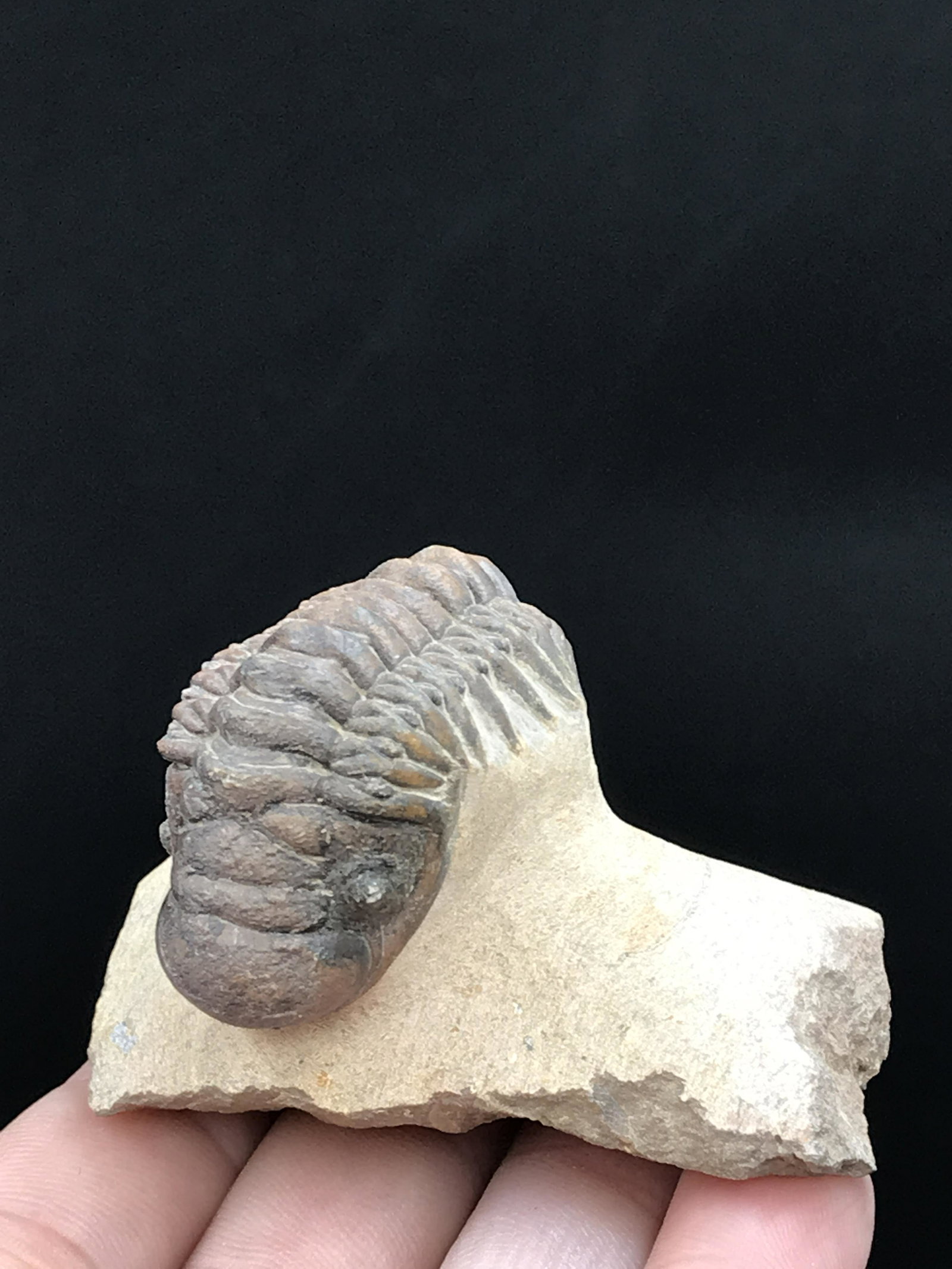 Trilobite, Fossil, Rock, Natural, Collectible, Specimen: All Natural Trilobite Crotocephalus gibbus Morocco
