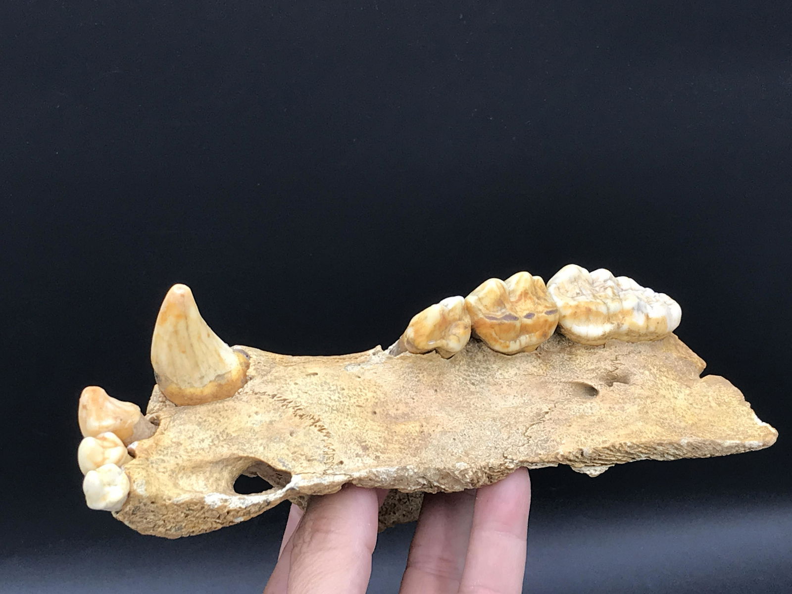 Cave Bear, Fossil, Natural, Collectible, Specimen, Jaw, Teeth: Cave Bear Ursus spaleous Jaw & Teeth 25,000 Years Old Russia