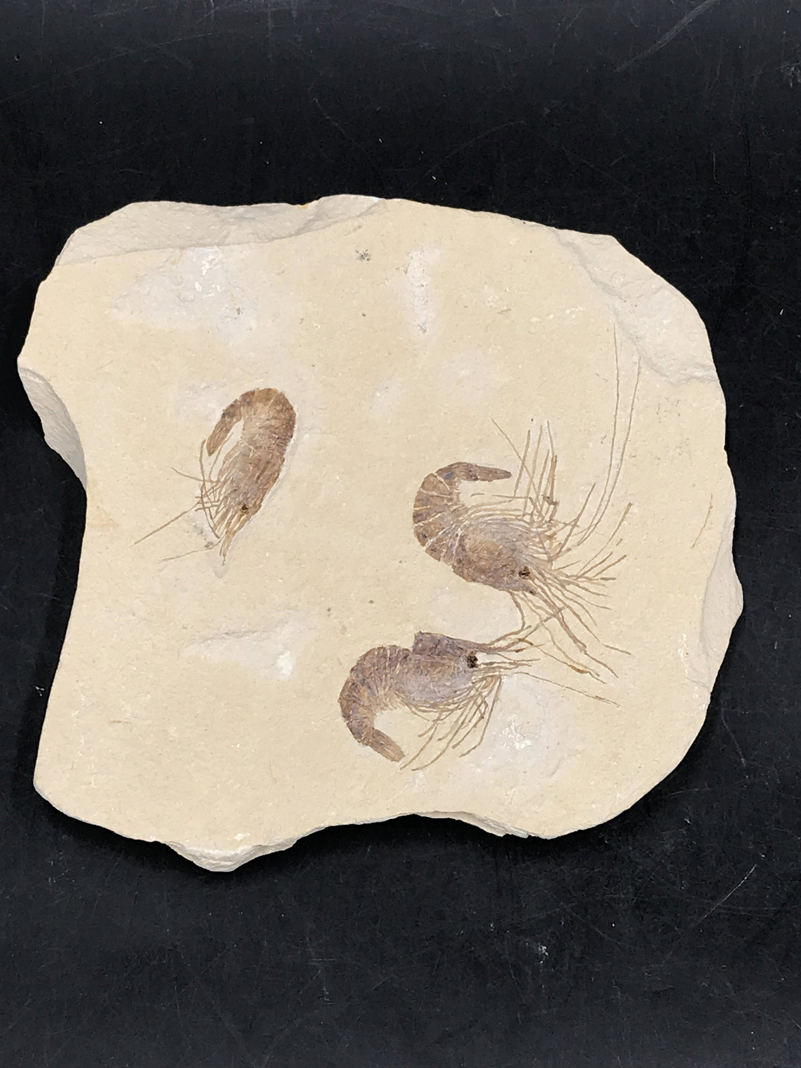 Shrimp, Fossil, Rock, Natural, Decor, Collectible, Specimen: Triple Carpoponeous Fossil Shrimp Cretaceous Hakel Lebanon