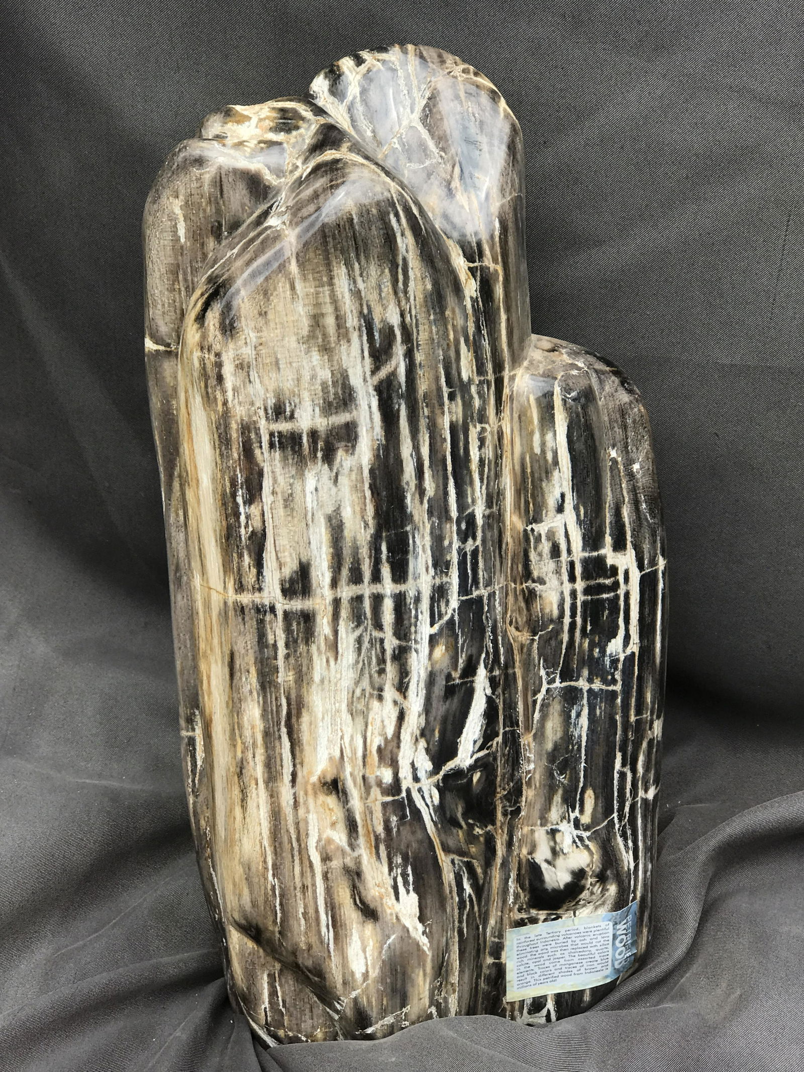 Petrified Wood, Fossil, Natural, Decor, Collectible, Freeform, Carving: Petrified Wood (Polished) Freeform Indonesia 29lb