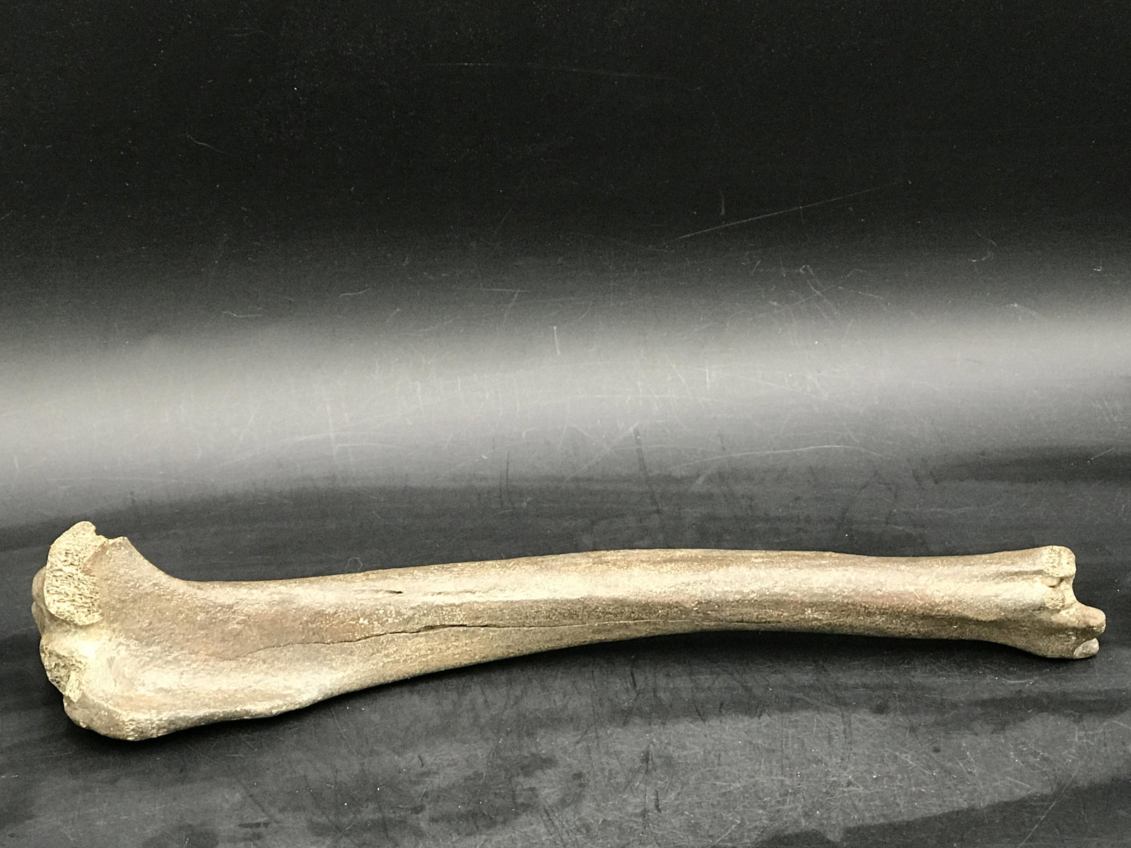 Bison, Fossil, Natural, Collectible, Specimen, Bone: Fossil Bison Bone Kansas