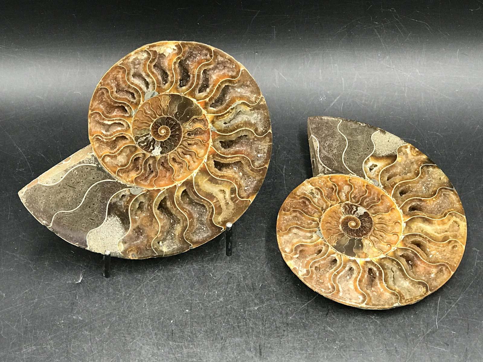 Ammonite, Fossil, Rock, Natural, Collectible, Specimen: Fossil Split Ammonite Cretaceous Madagascar 5.4"