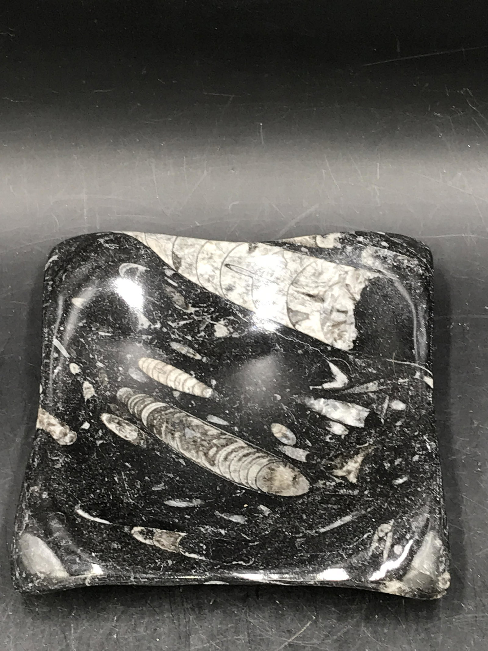 Orthoceras, Fossil, Rock, Natural, Decor, Collectible, Dish: Orthoceras Marble Dish