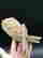 item-134527442=3