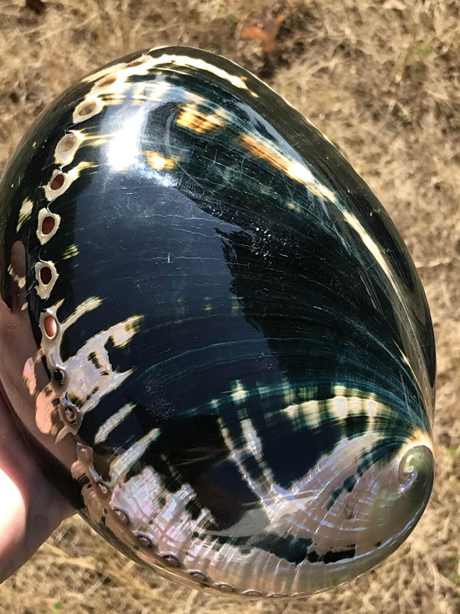 Seashell, Ocean, Beach, Natural, Decor, Collectible, Specimen, Polished, Abalone (1 of 5)