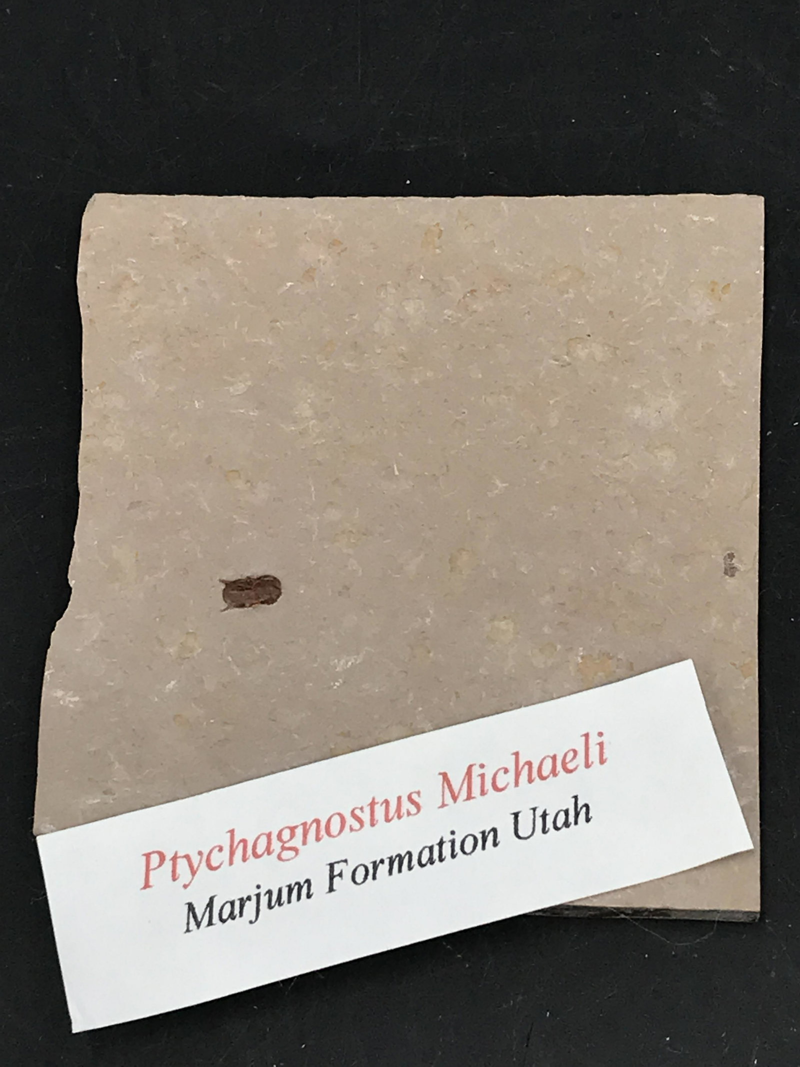 Trilobite, Fossil, Rock, Natural, Collectible, Specimen: Fossil Trilobite Ptychagnostus michaeli Marjum Formation Utah